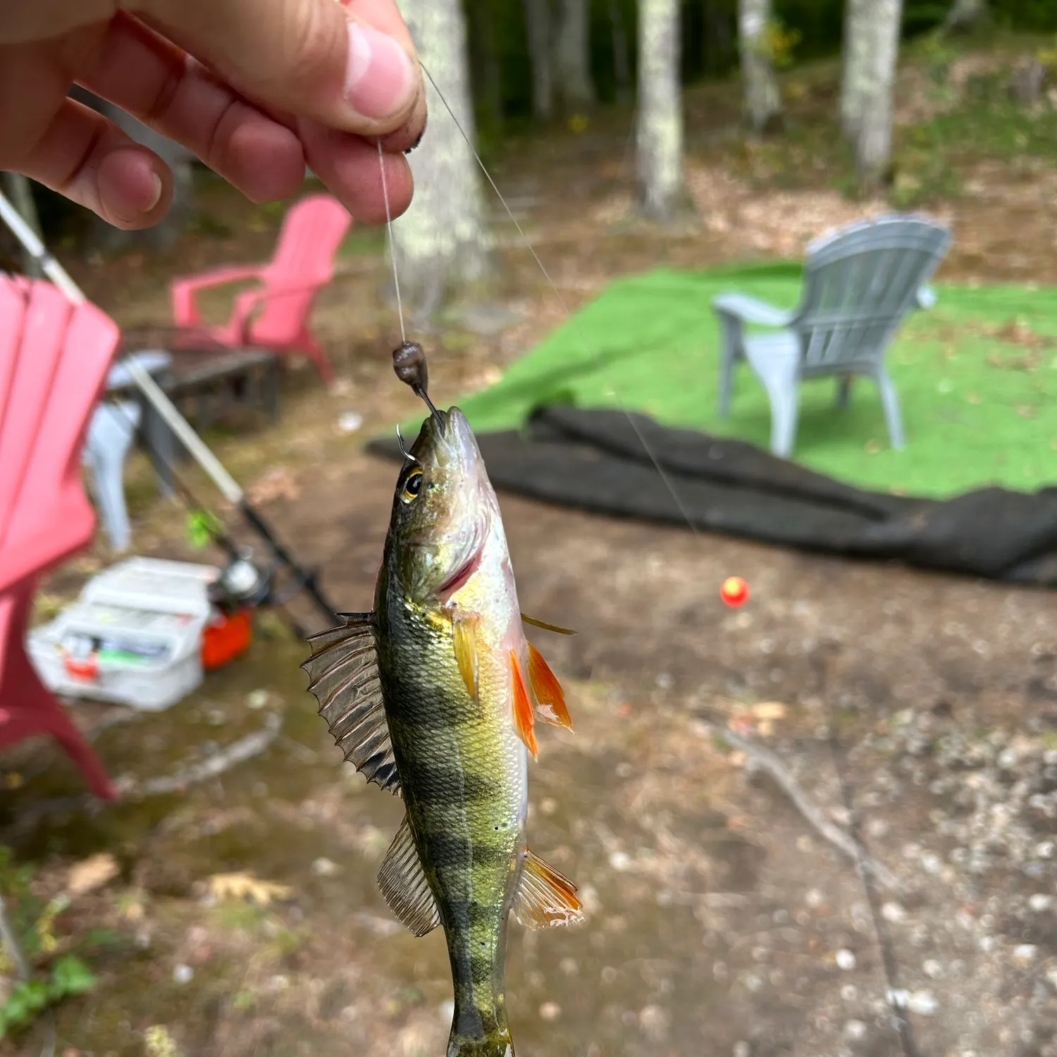 Yellow perch caught on Fishbrain
