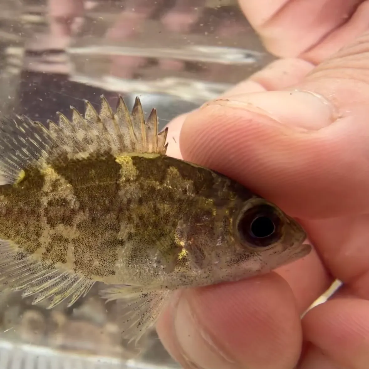 The most recent Ozark bass catches on Fishbrain