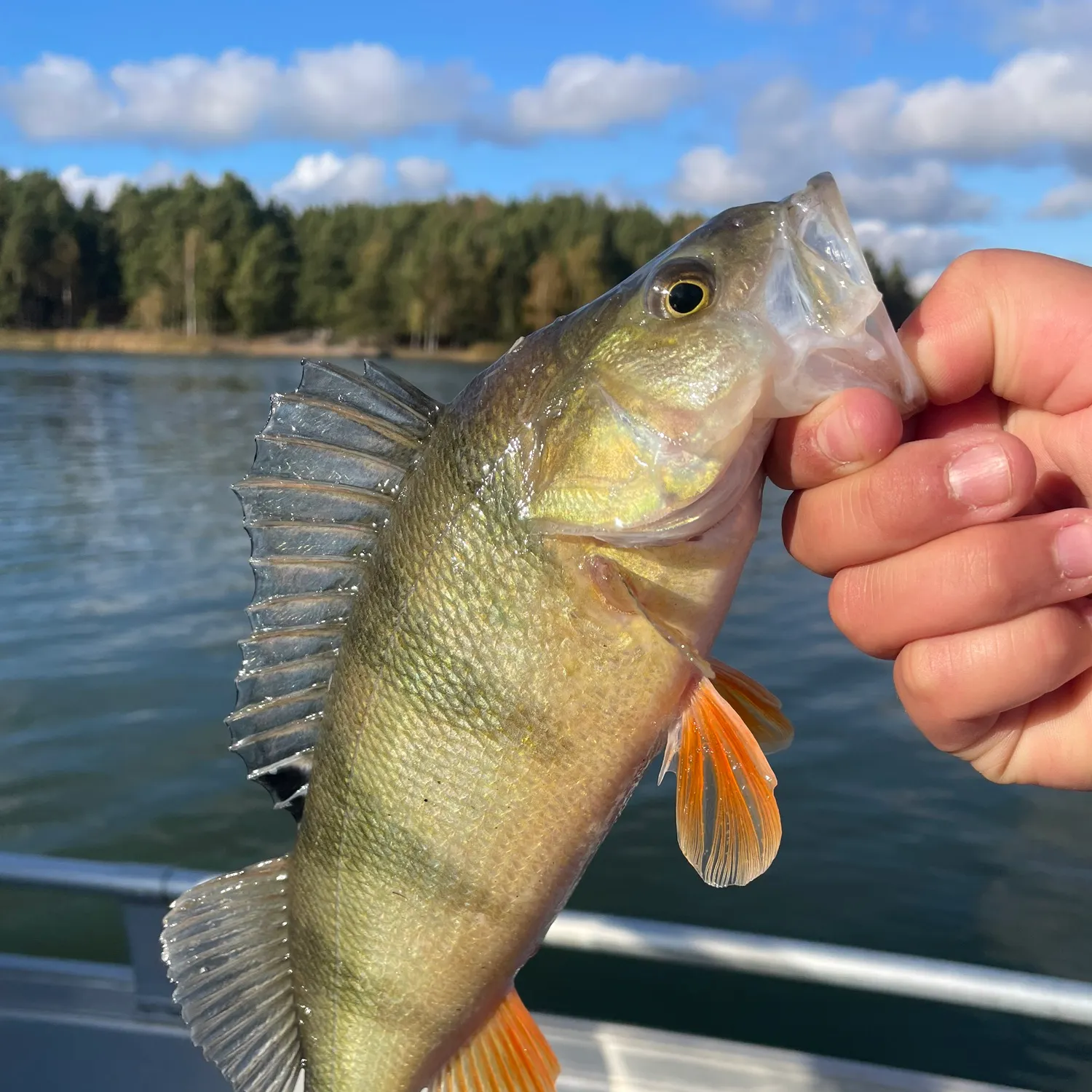 European perch caught on Fishbrain