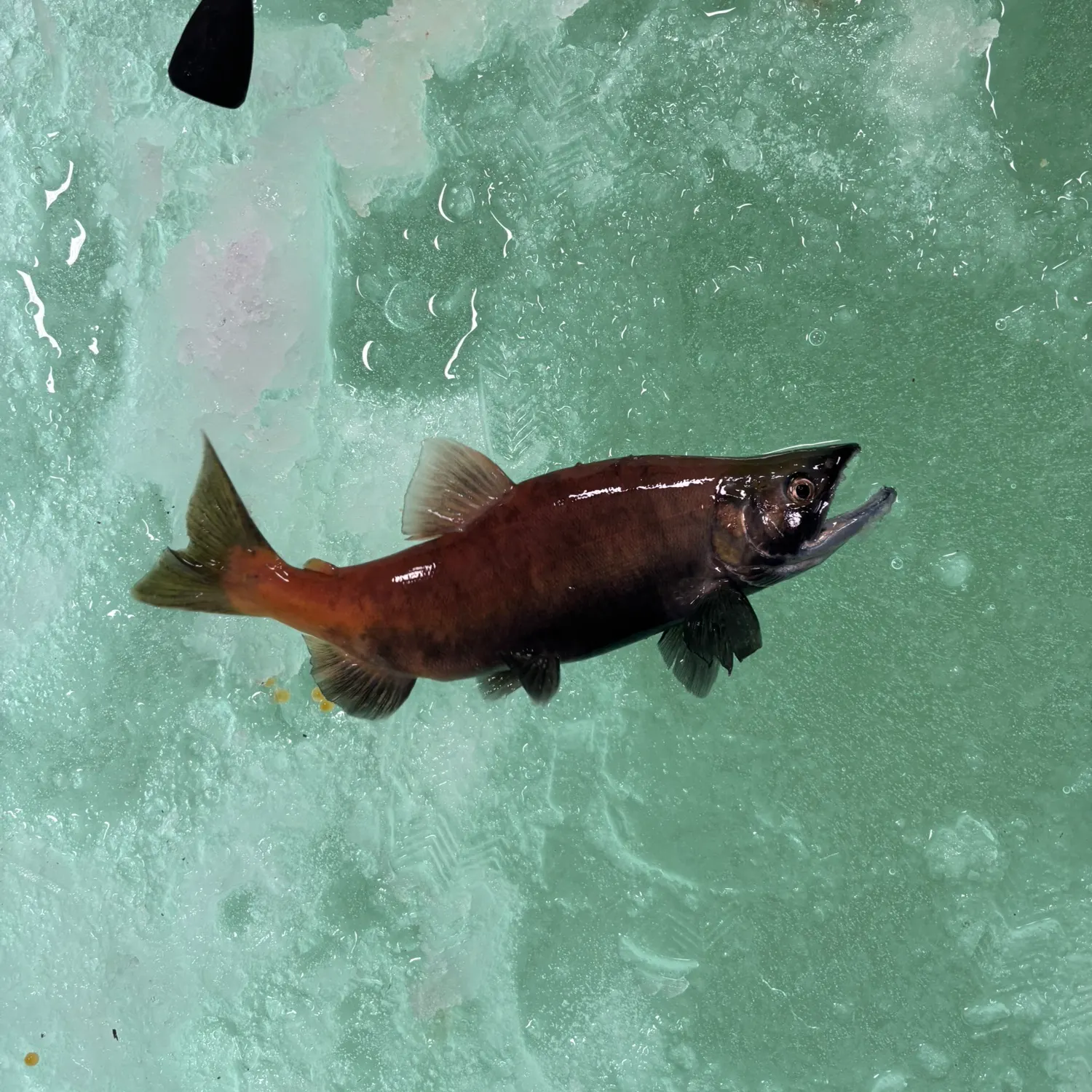The most recent Kokanee salmon catches on Fishbrain