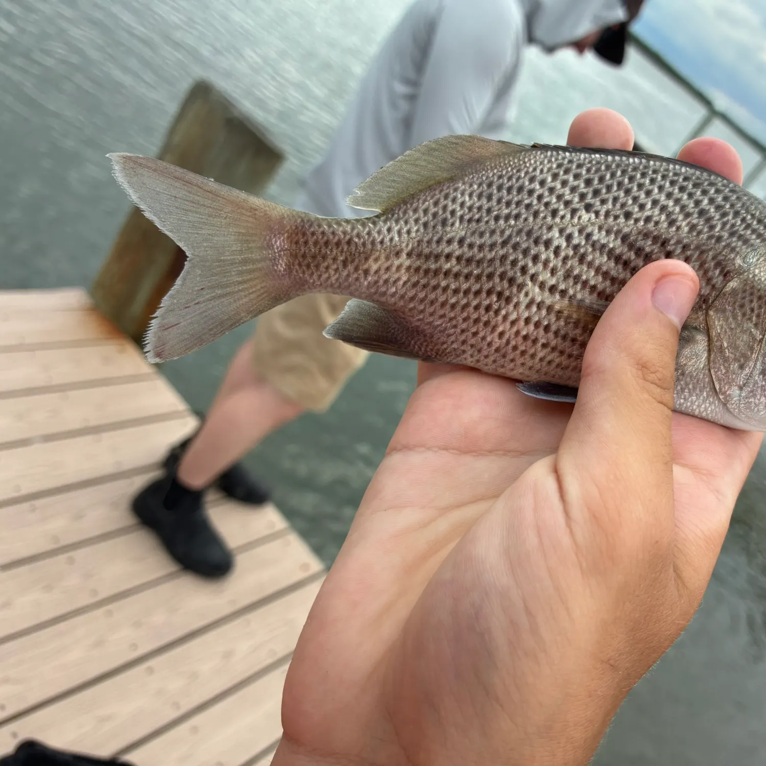 The most recent Sailor's choice grunt catches on Fishbrain