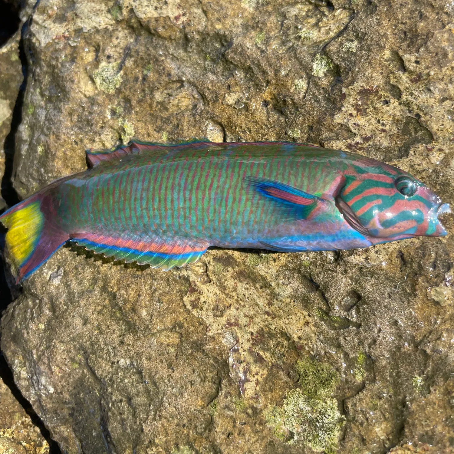Moon wrasse caught on Fishbrain