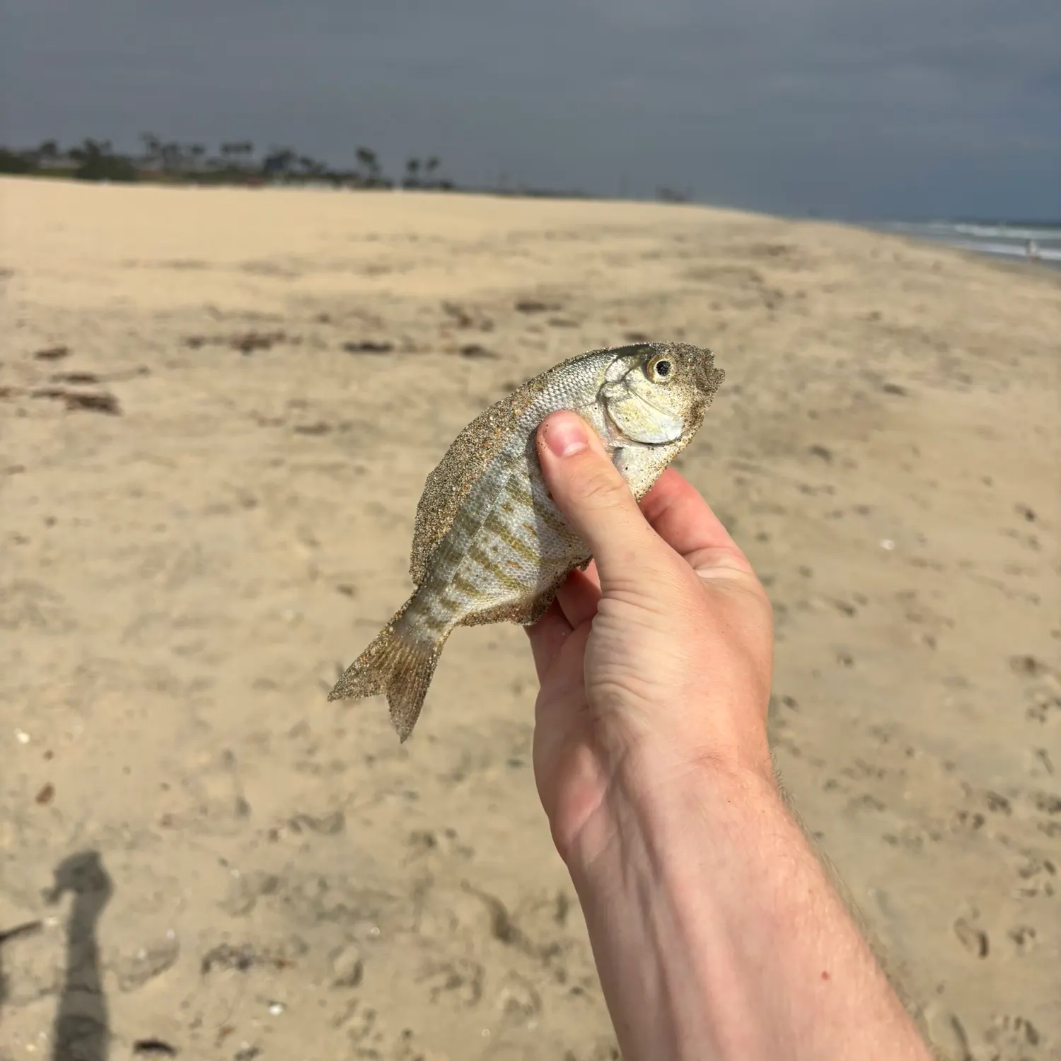 The most recent Barred surfperch catches on Fishbrain