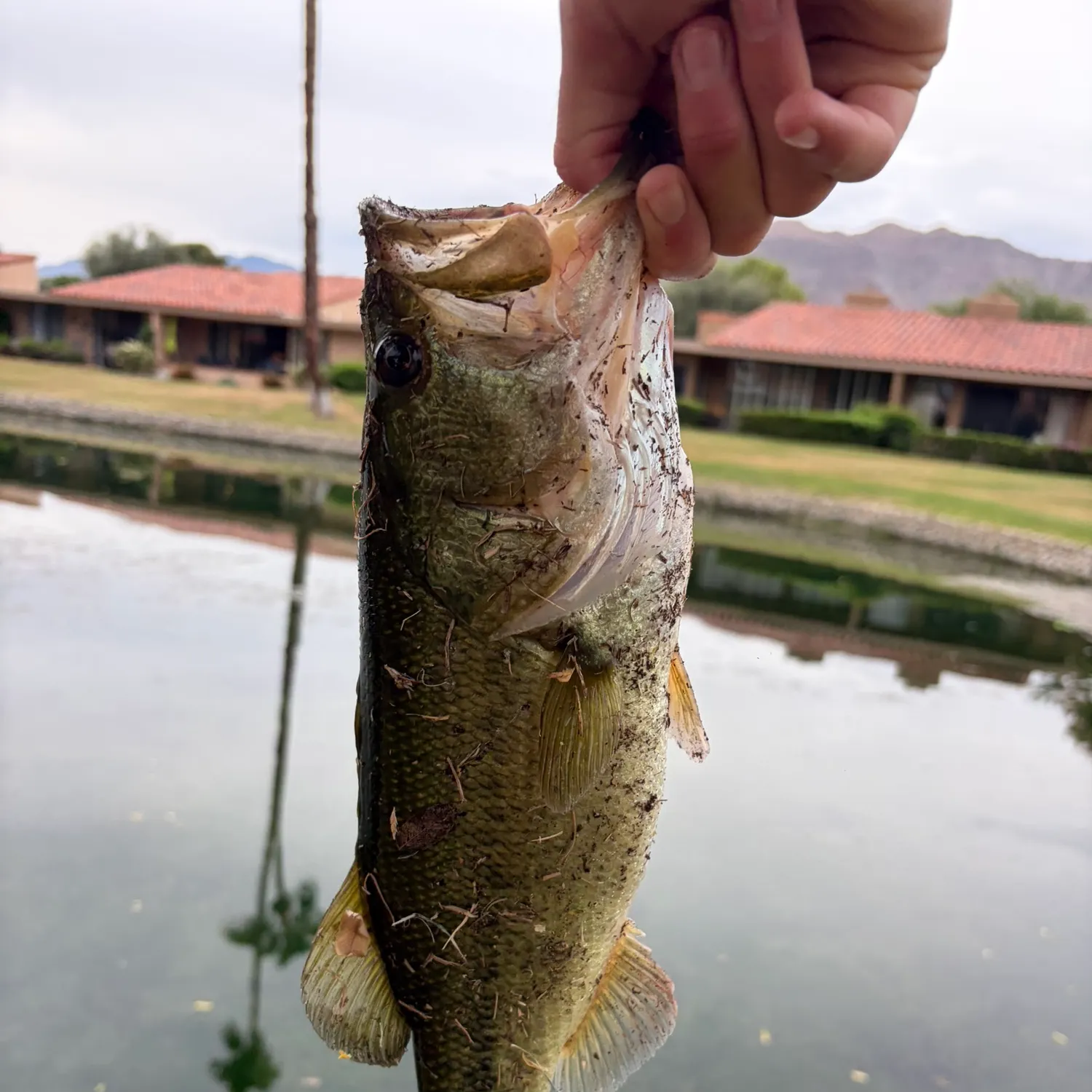 Fish caught on Fishbrain