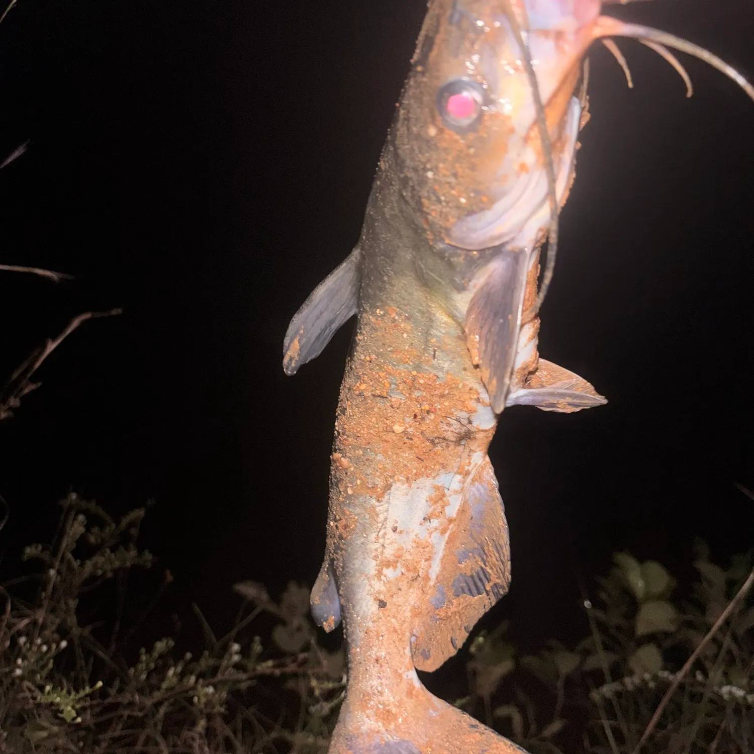 Channel catfish caught on Fishbrain