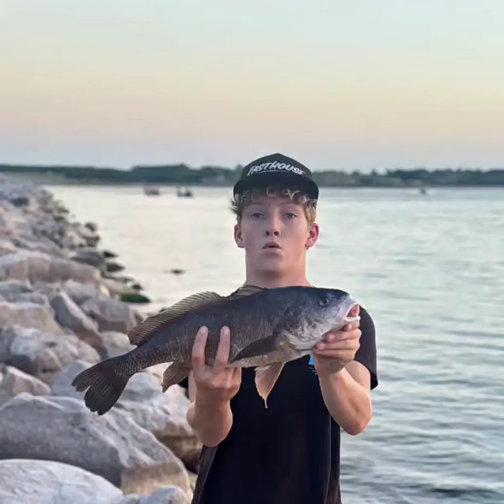 Freshwater drum caught on Fishbrain