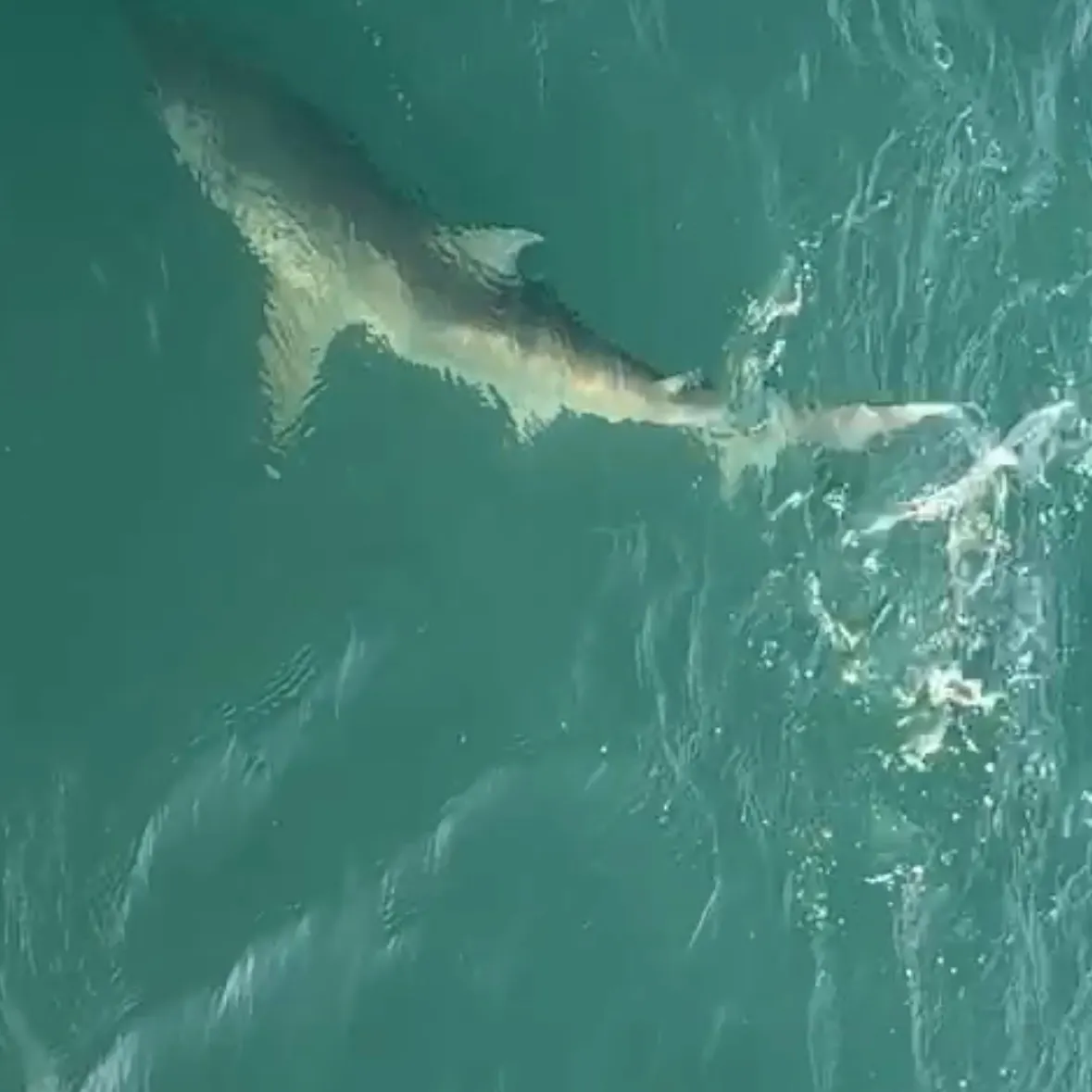 The most recent Spinner shark catches on Fishbrain