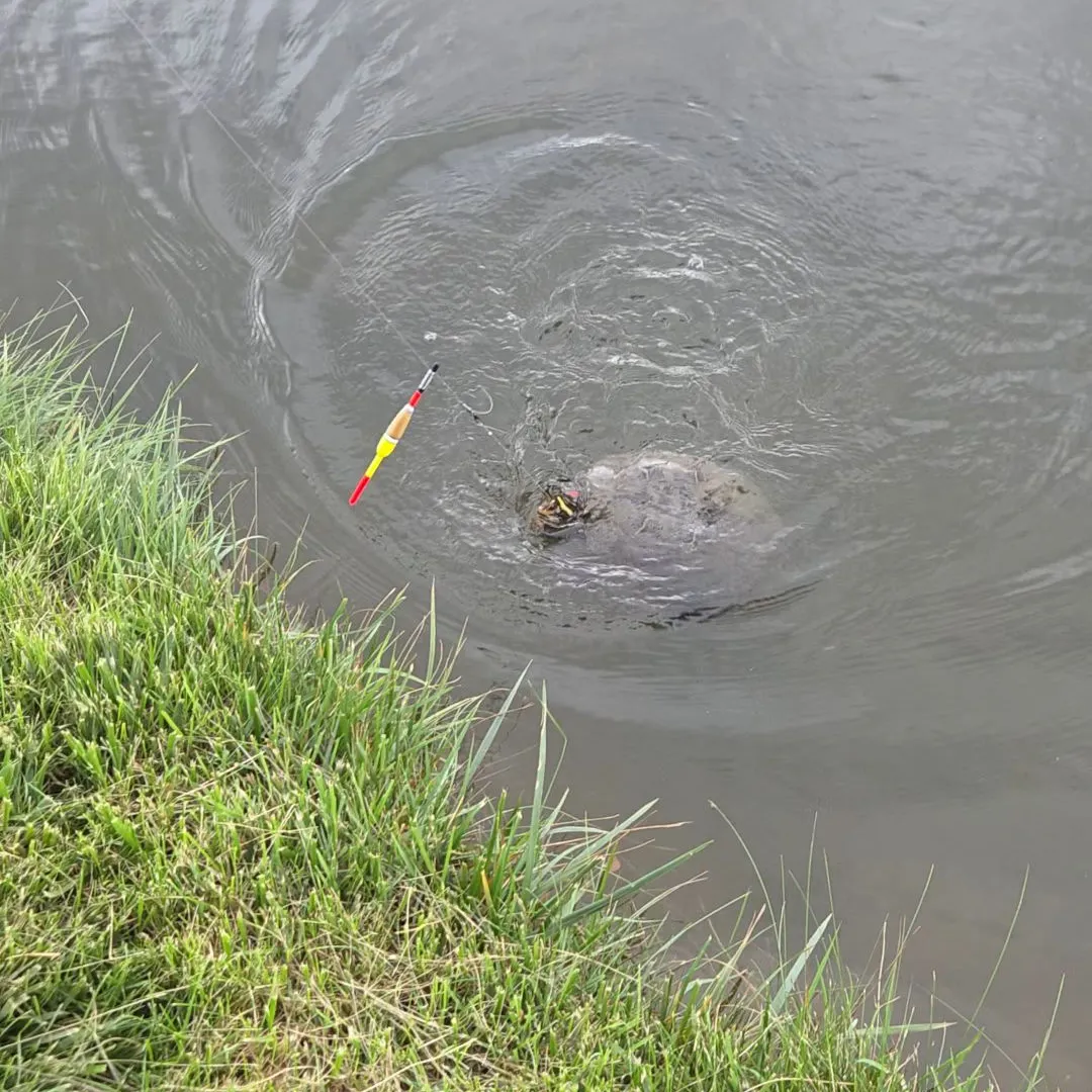 Common snapping turtle caught on Fishbrain