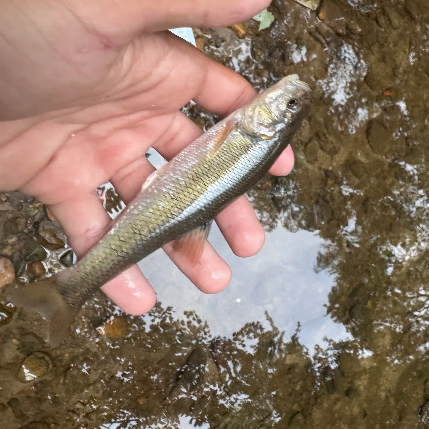Creek chub caught on Fishbrain