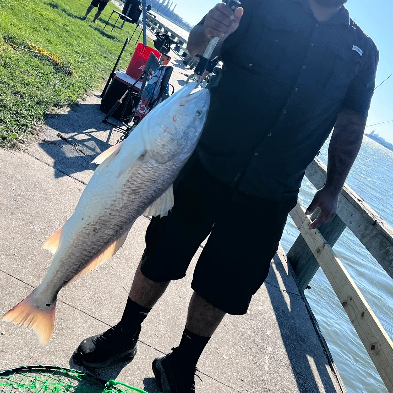 Red drum caught on Fishbrain