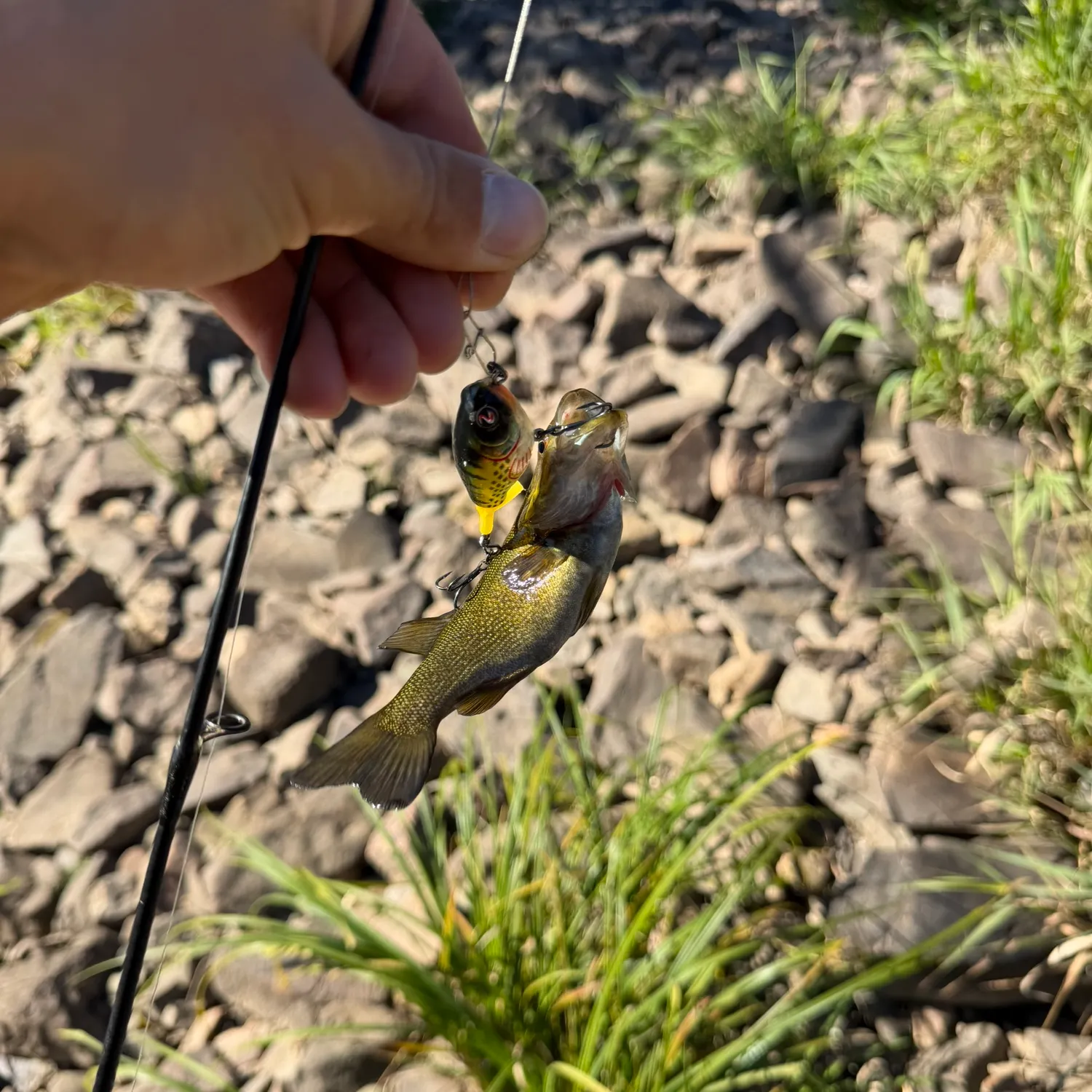 Smallmouth bass caught on Fishbrain