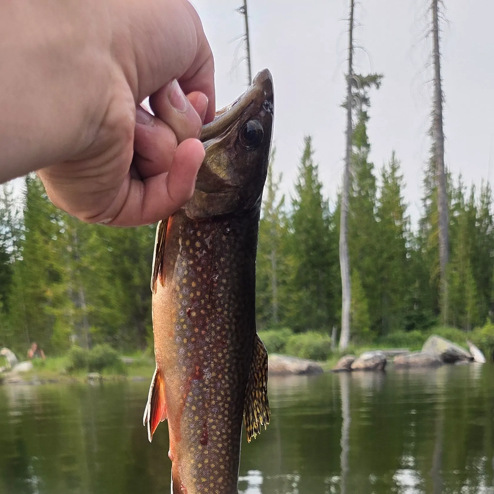 Brook trout caught on Fishbrain