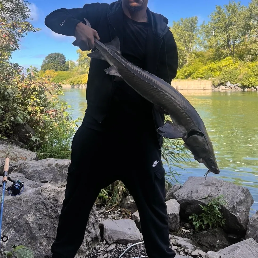 Lake sturgeon caught on Fishbrain