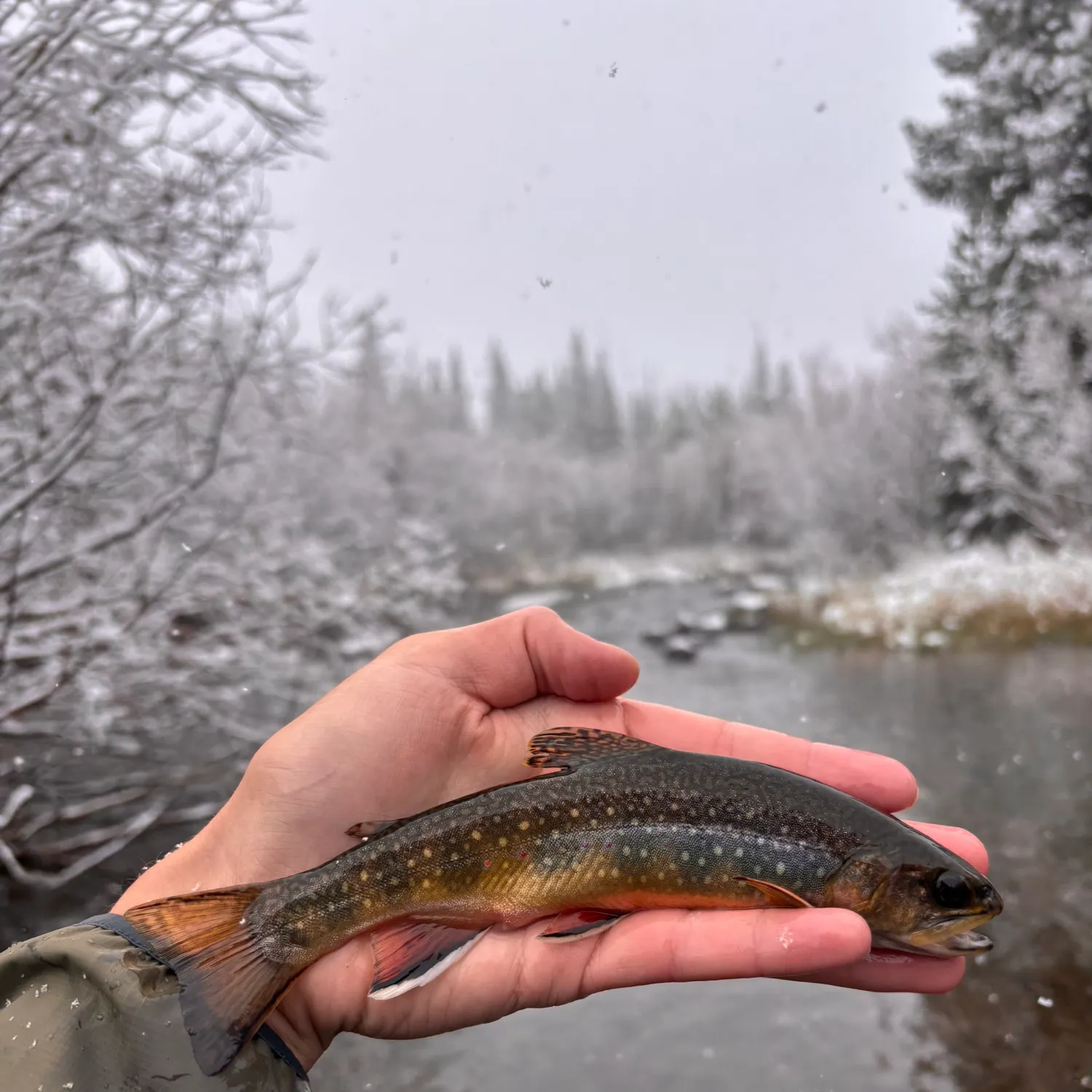 Brook trout caught on Fishbrain