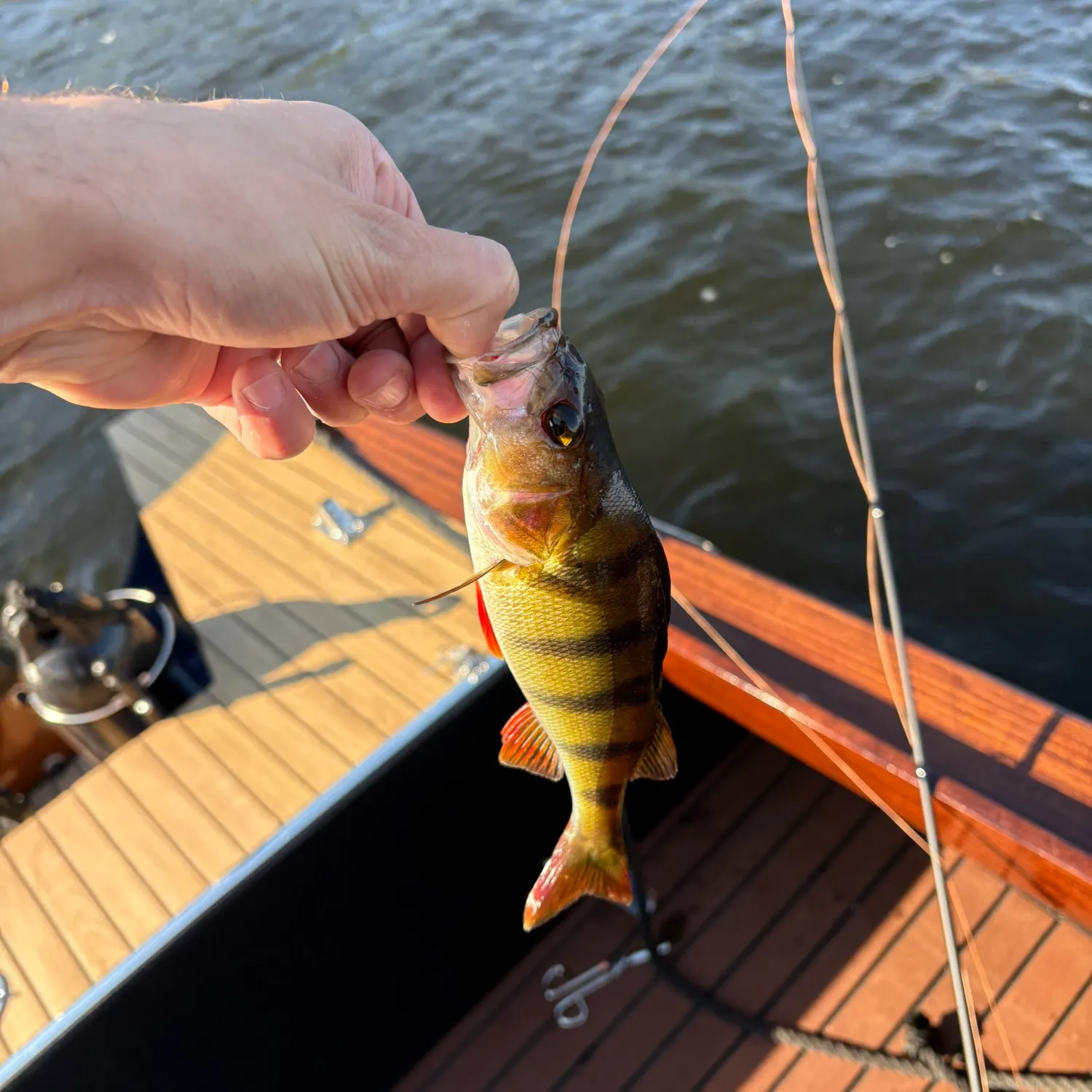 European perch caught on Fishbrain