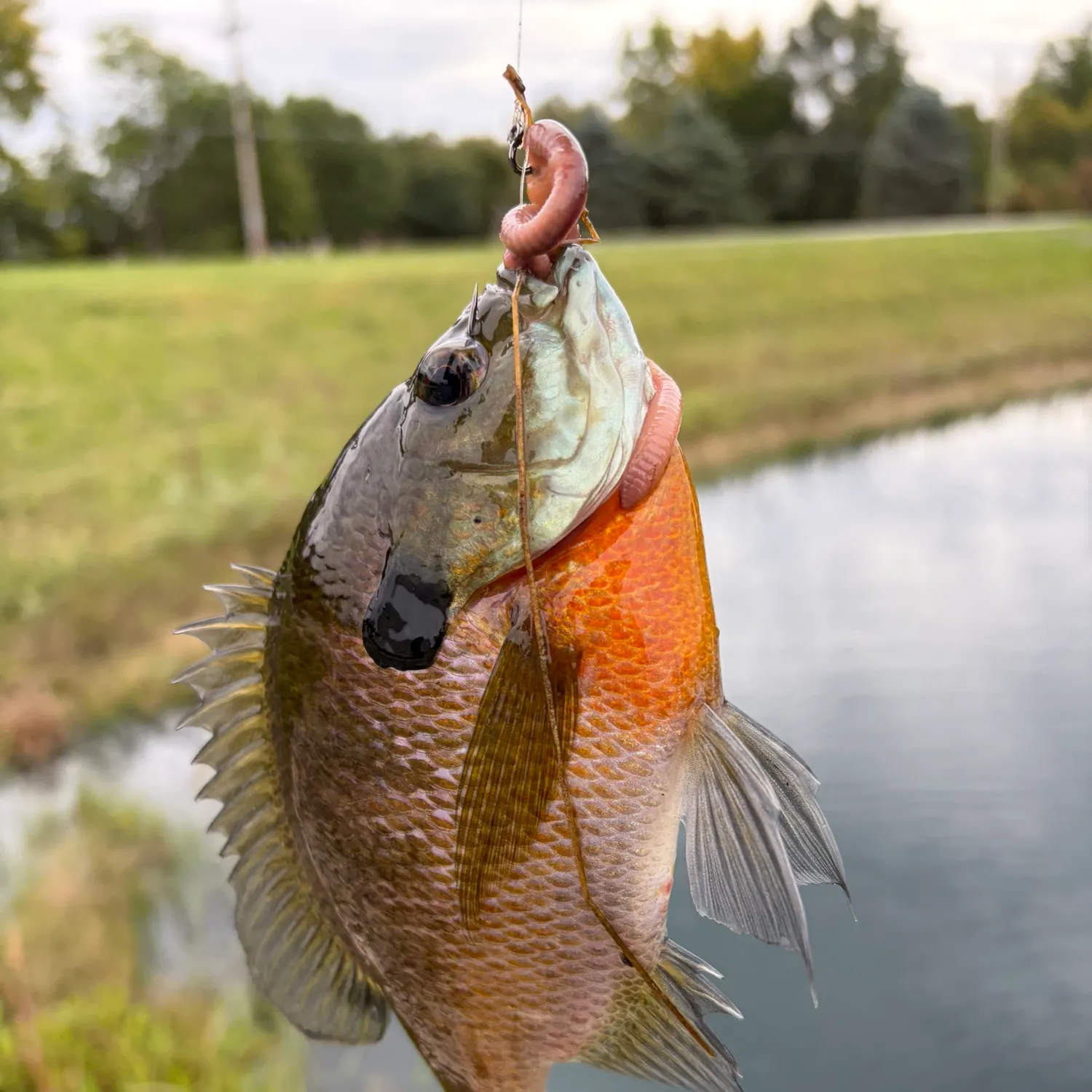 Bluegill caught on Fishbrain