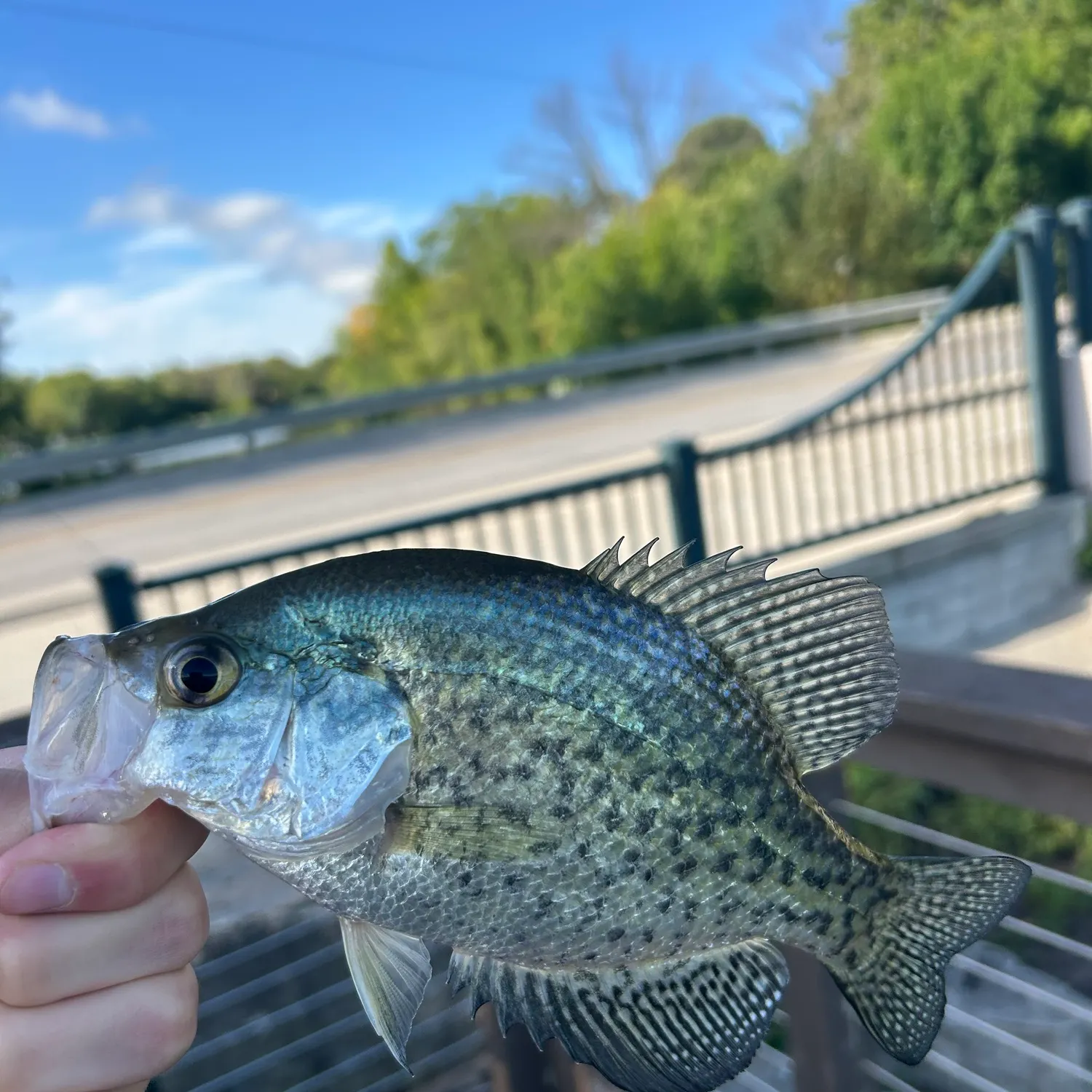 Black crappie caught on Fishbrain