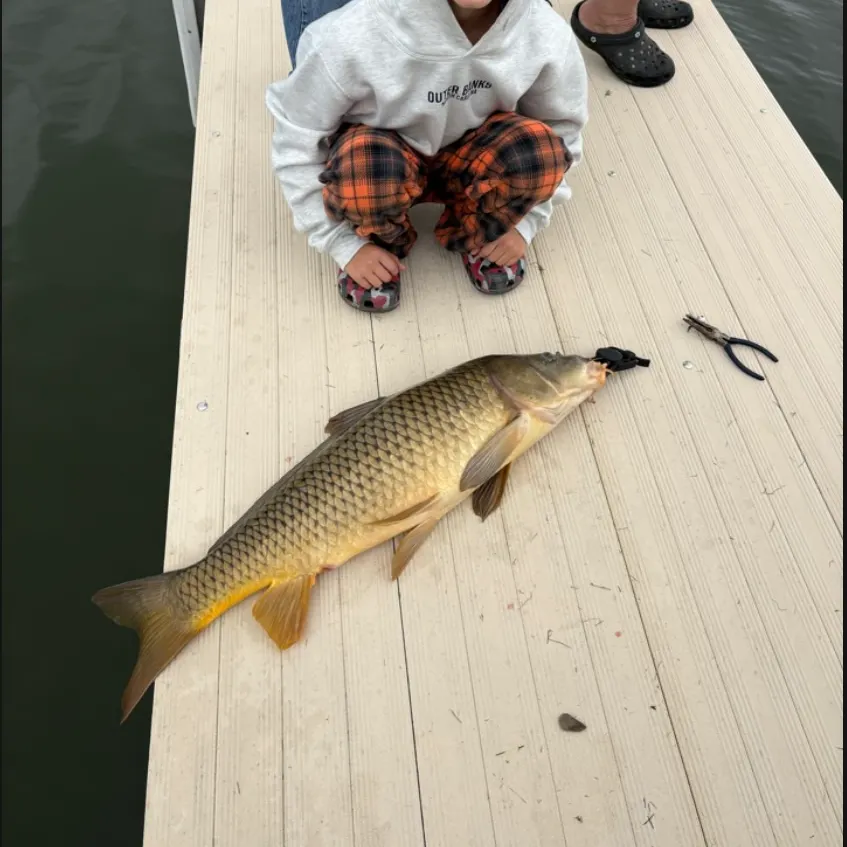 Common carp caught on Fishbrain