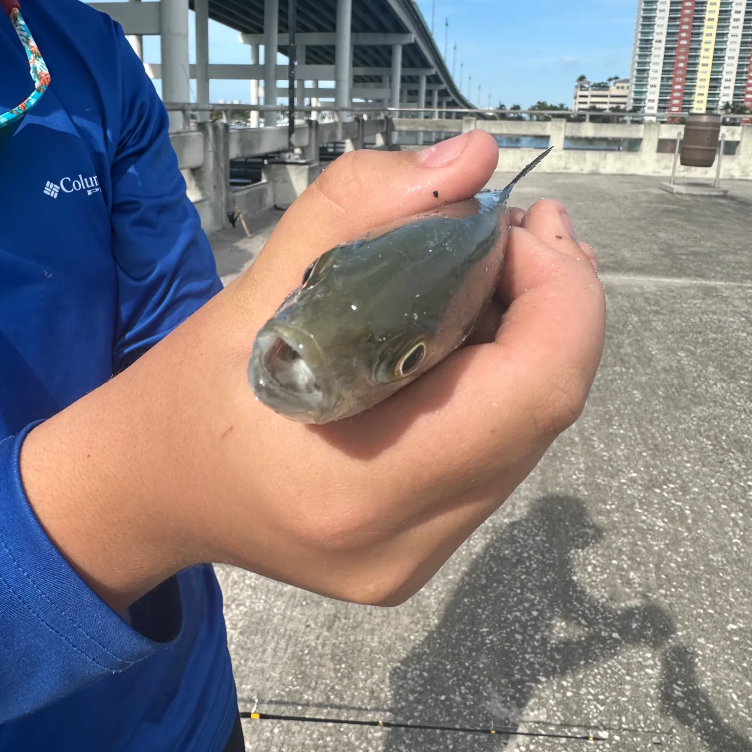 Blue runner caught on Fishbrain