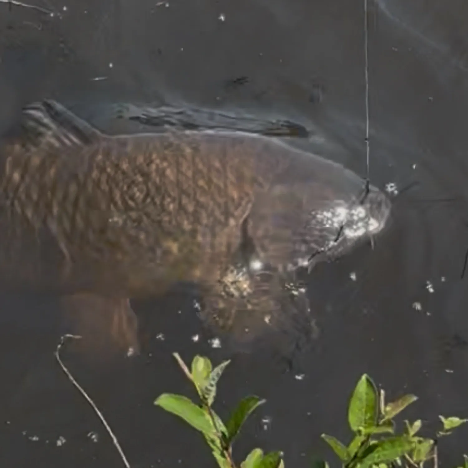 Mirror carp caught on Fishbrain
