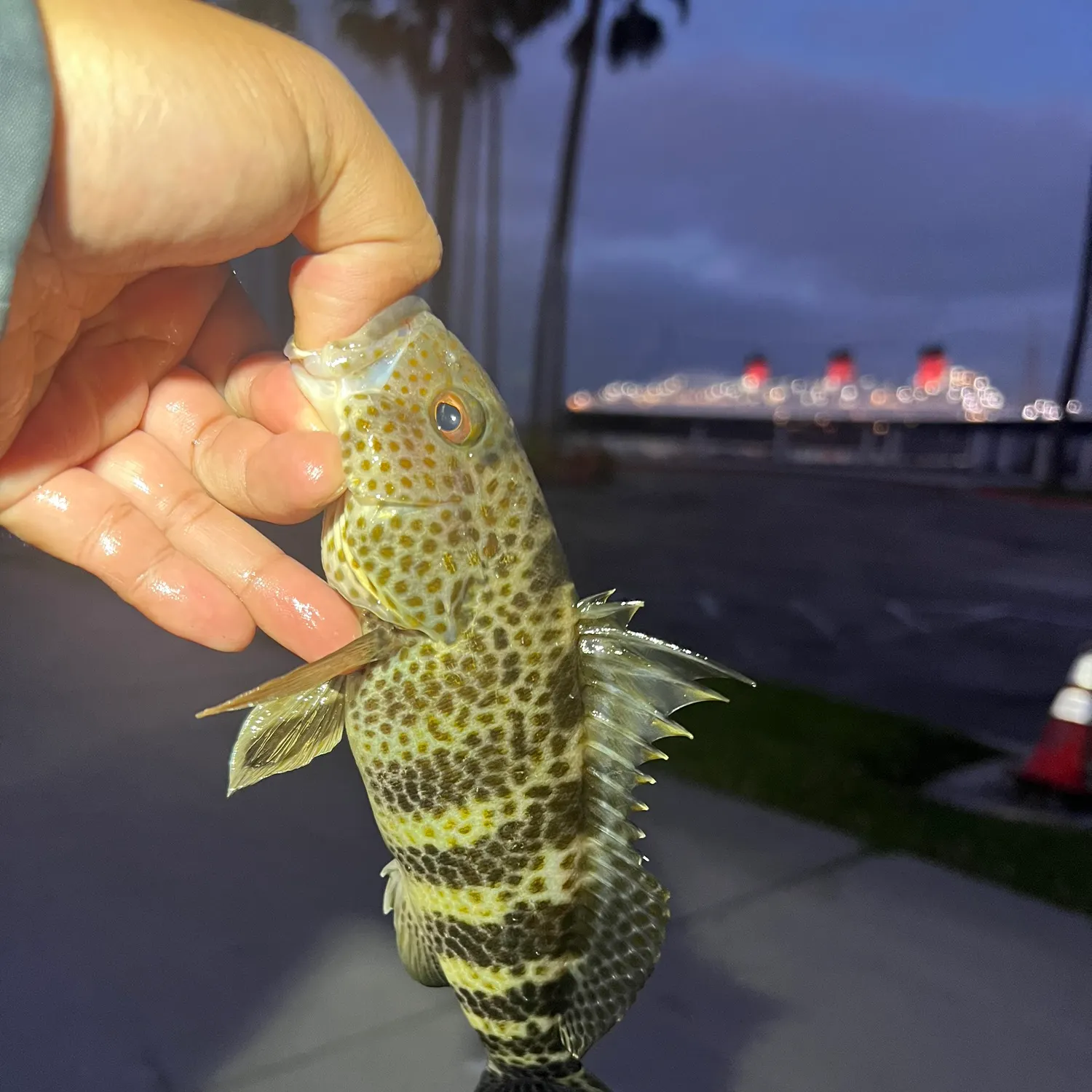 catch