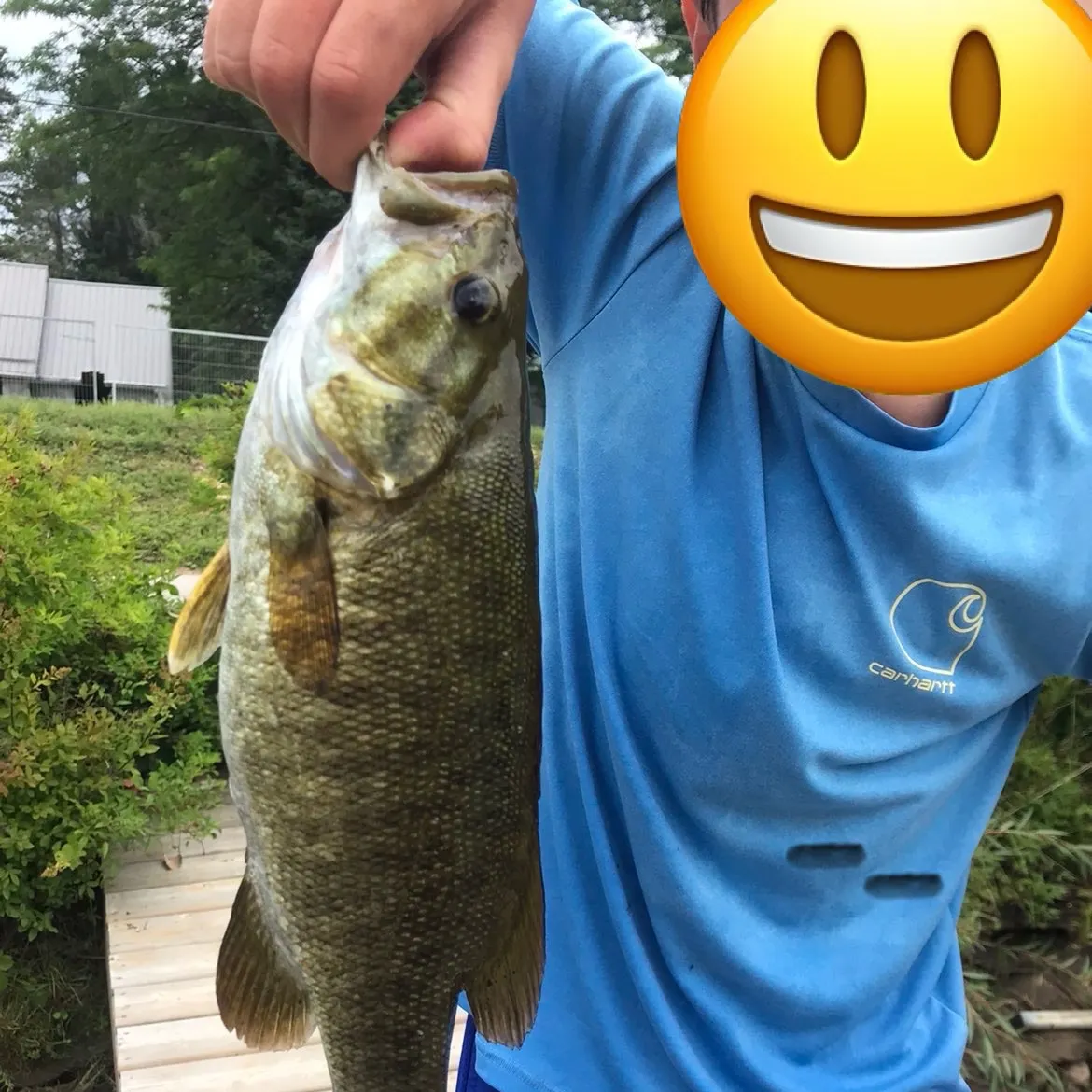 Smallmouth bass caught on Fishbrain