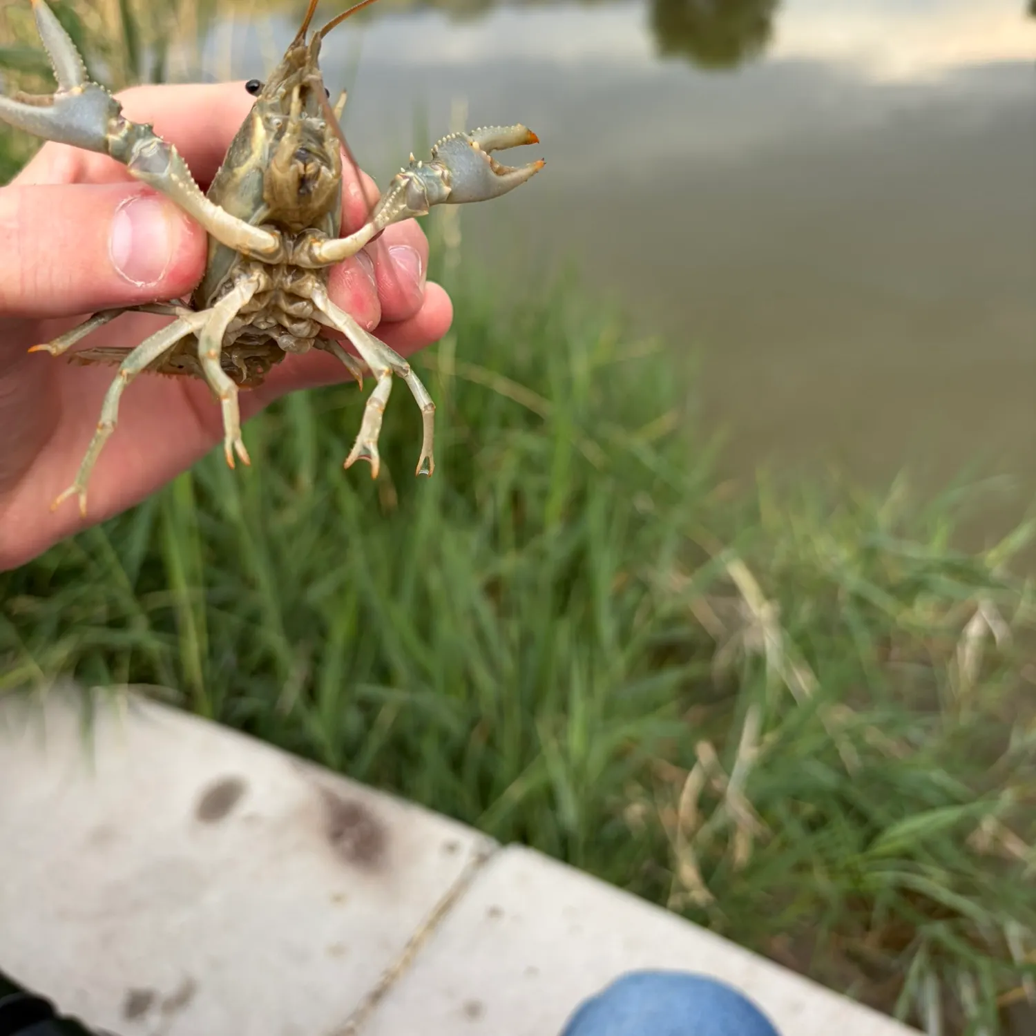 The most recent Virile crayfish catches on Fishbrain