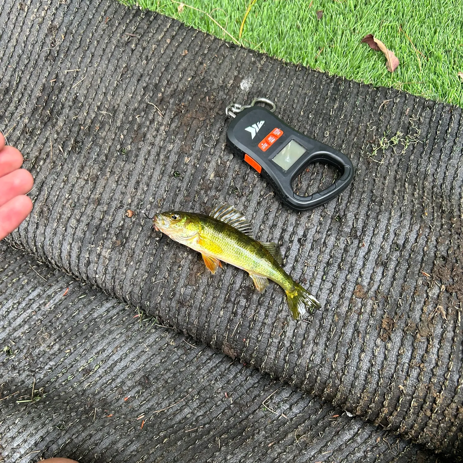 Yellow perch caught on Fishbrain