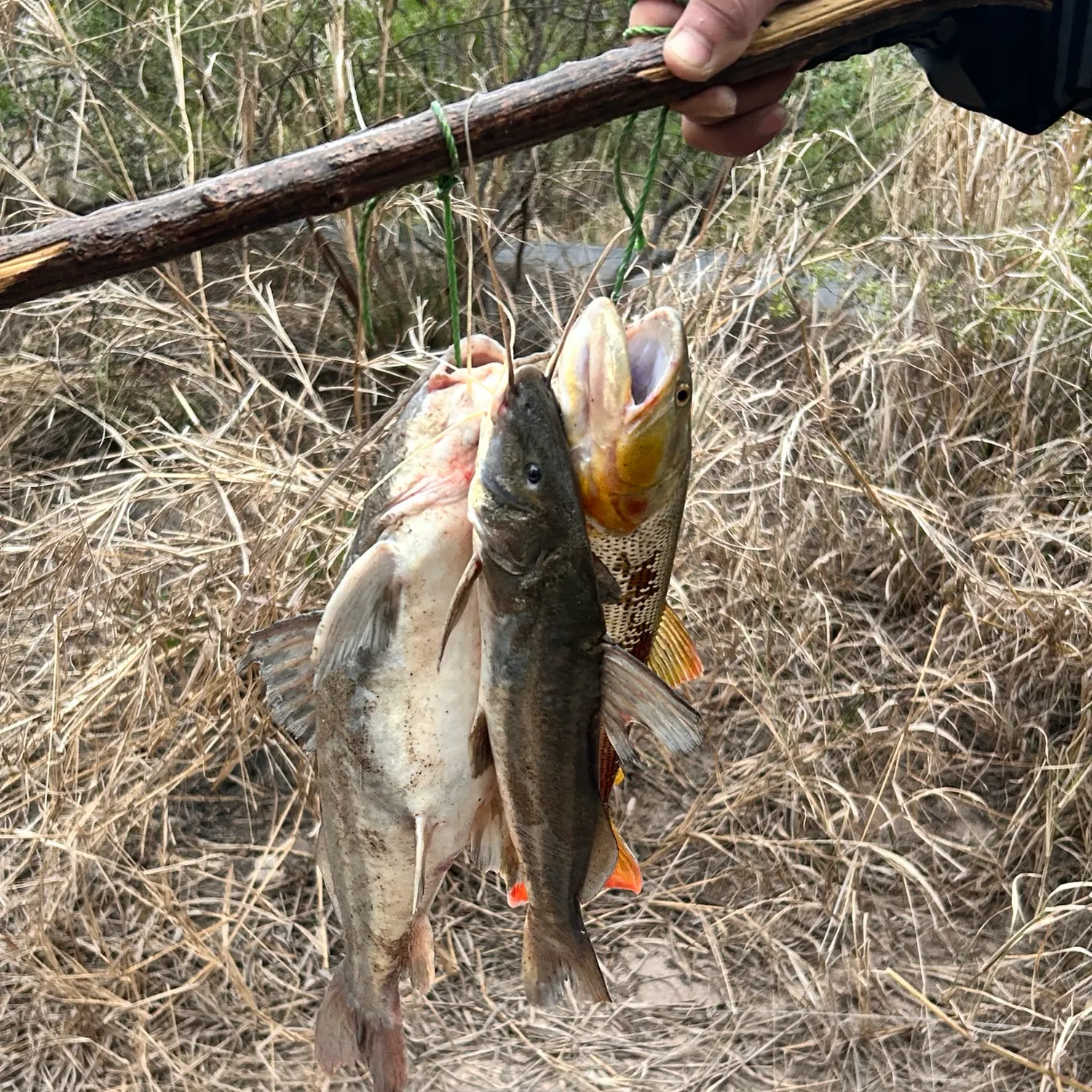 The most recent Golden dorado catches on Fishbrain