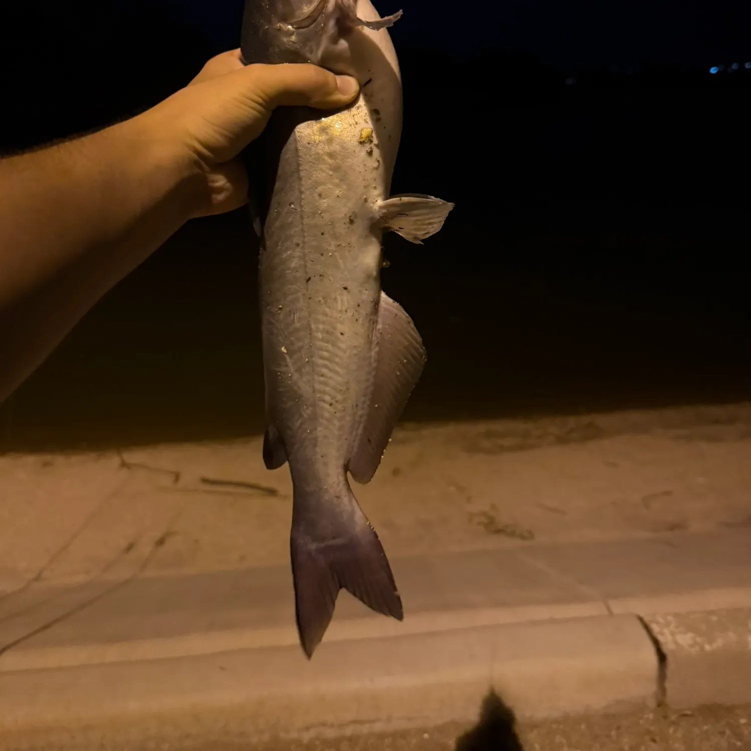 Channel catfish caught on Fishbrain