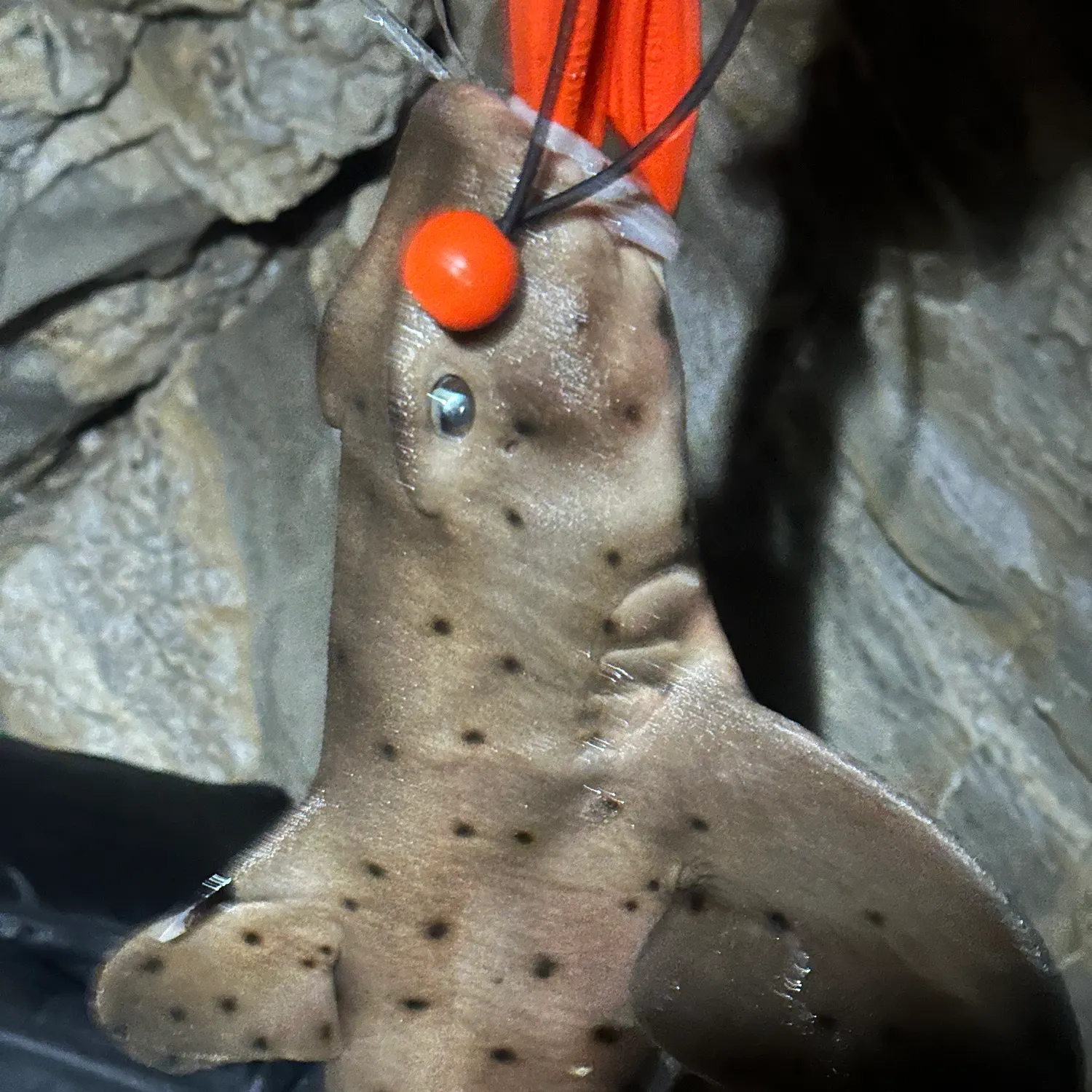 The most recent Horn shark catches on Fishbrain