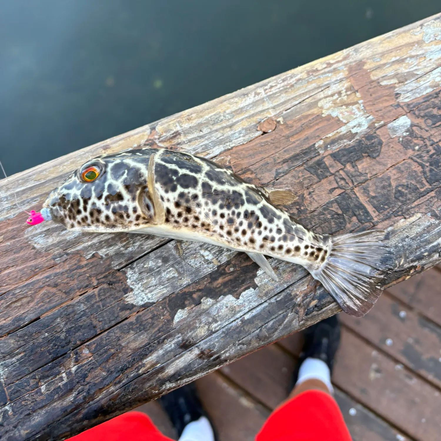 The most recent Checkered puffer catches on Fishbrain