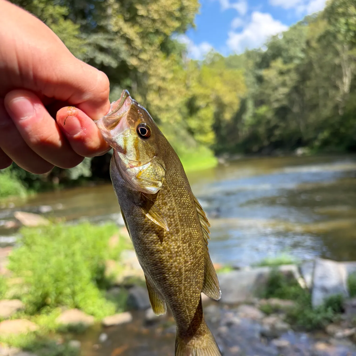 Smallmouth bass caught on Fishbrain