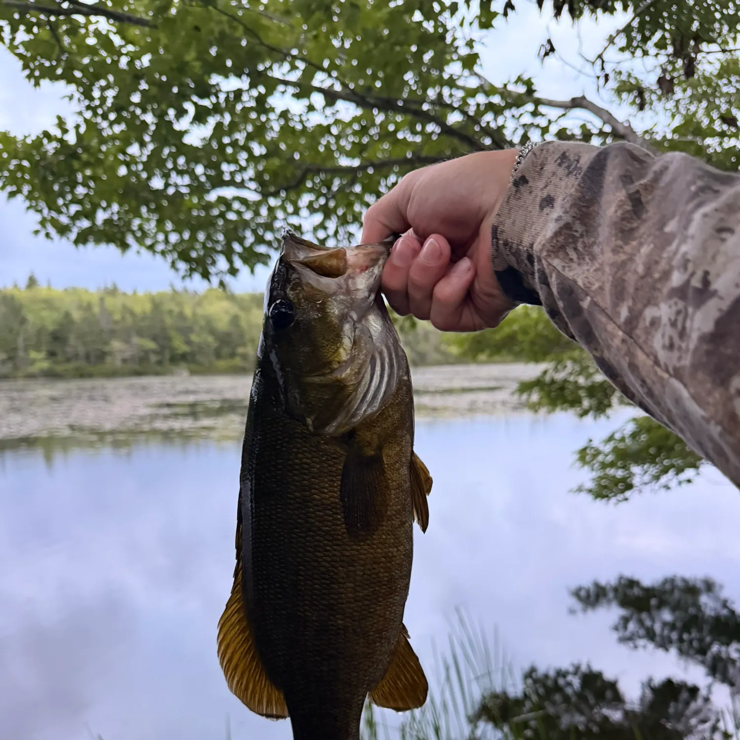 Smallmouth bass caught on Fishbrain