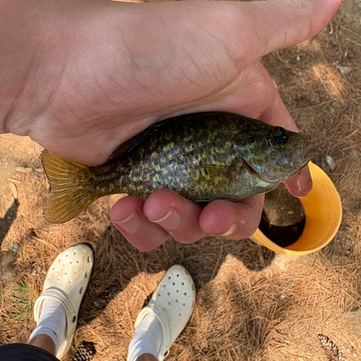 catch