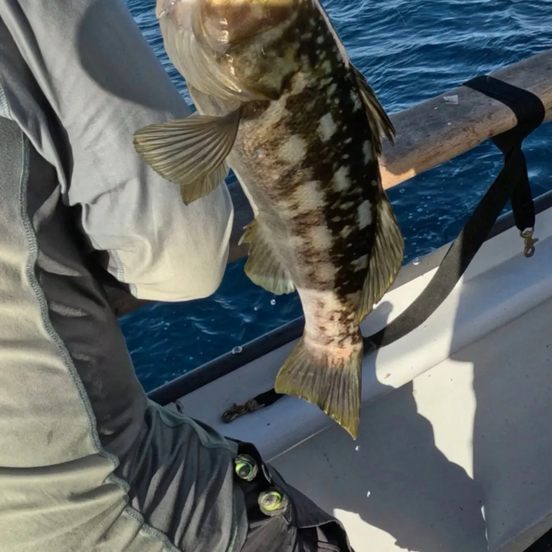 Kelp bass caught on Fishbrain