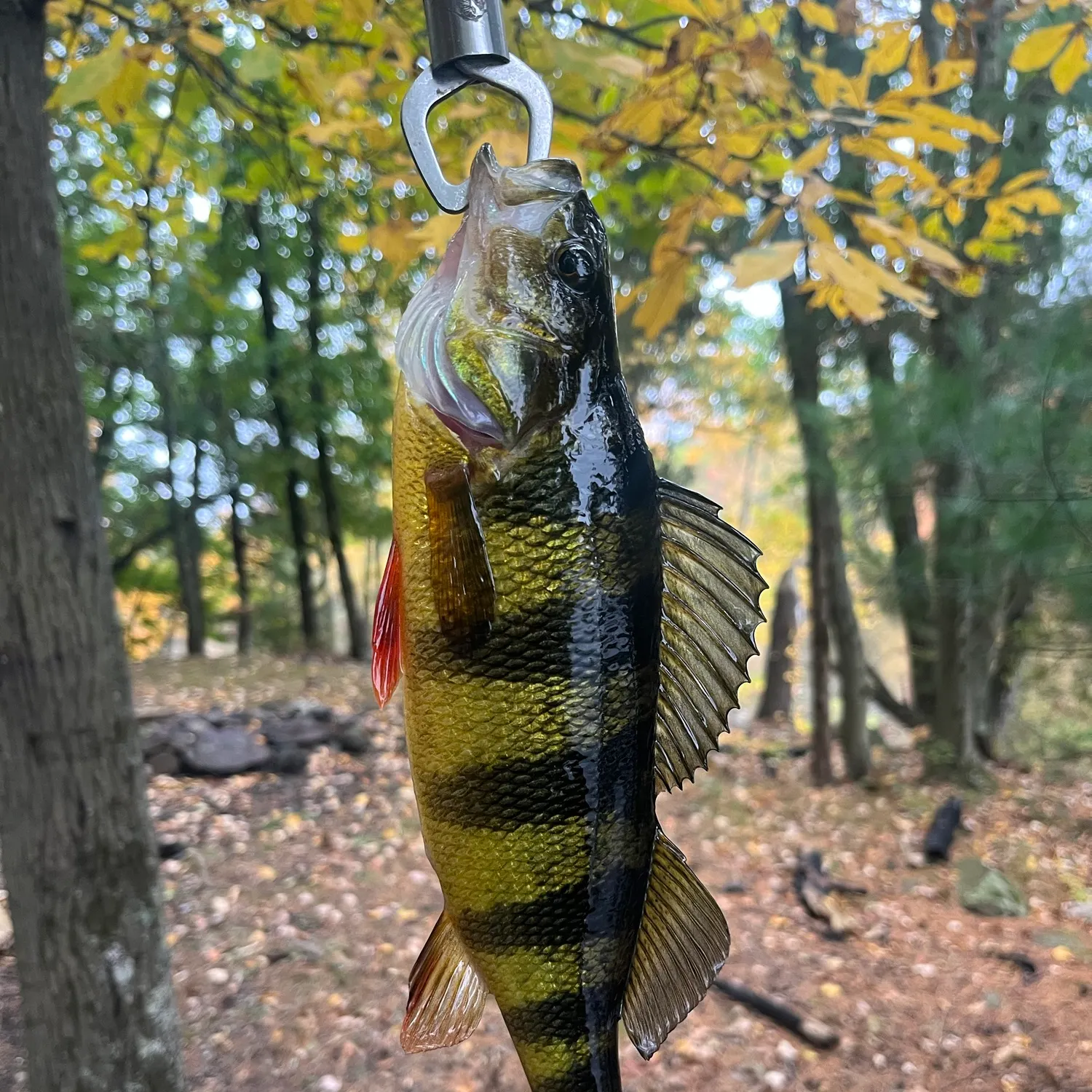 Yellow perch caught on Fishbrain