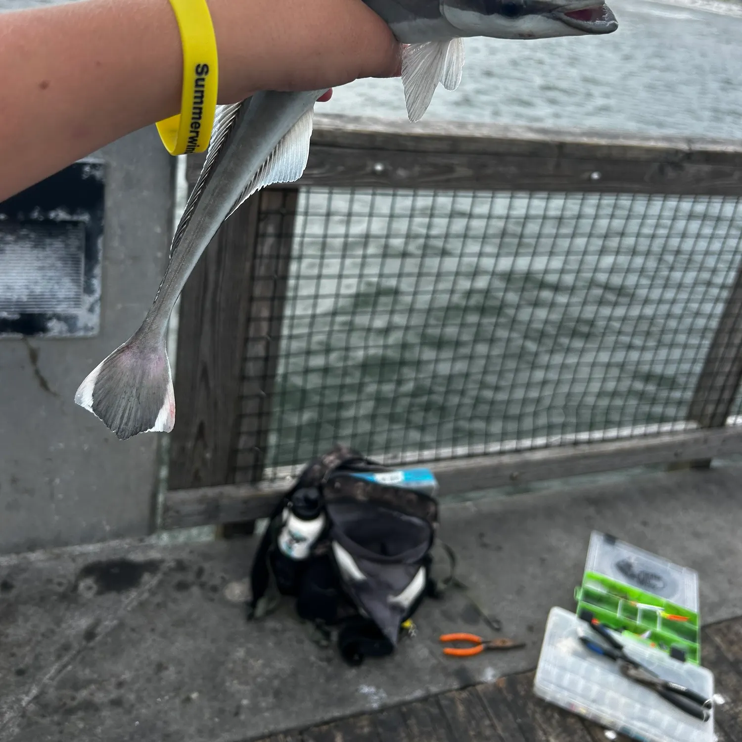 The most recent Common remora catches on Fishbrain