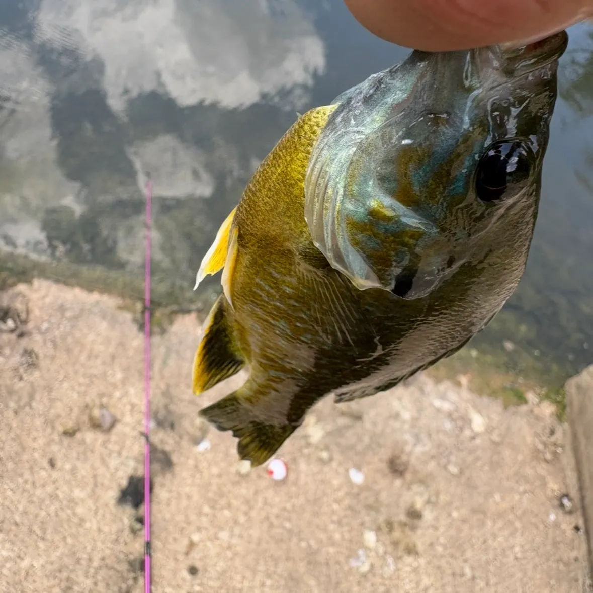 Greengill hybrid caught on Fishbrain