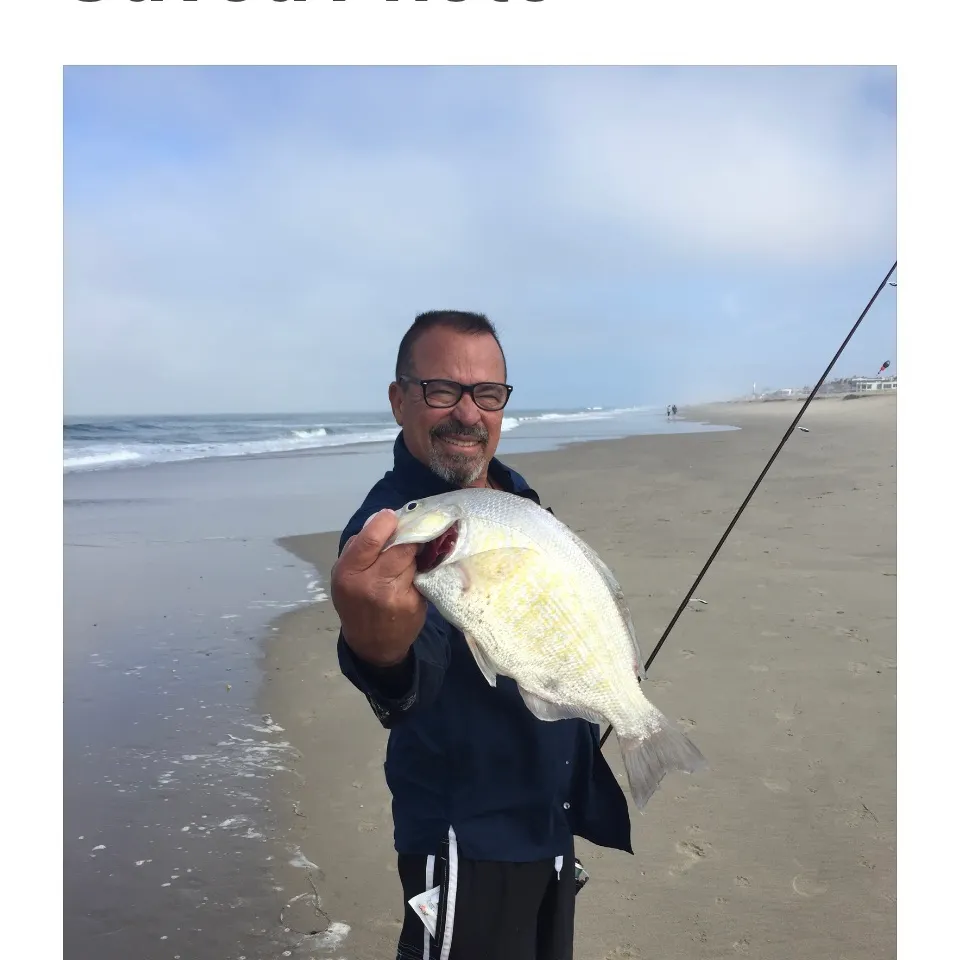 The most recent Barred surfperch catches on Fishbrain