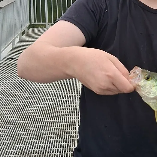 Black crappie caught on Fishbrain