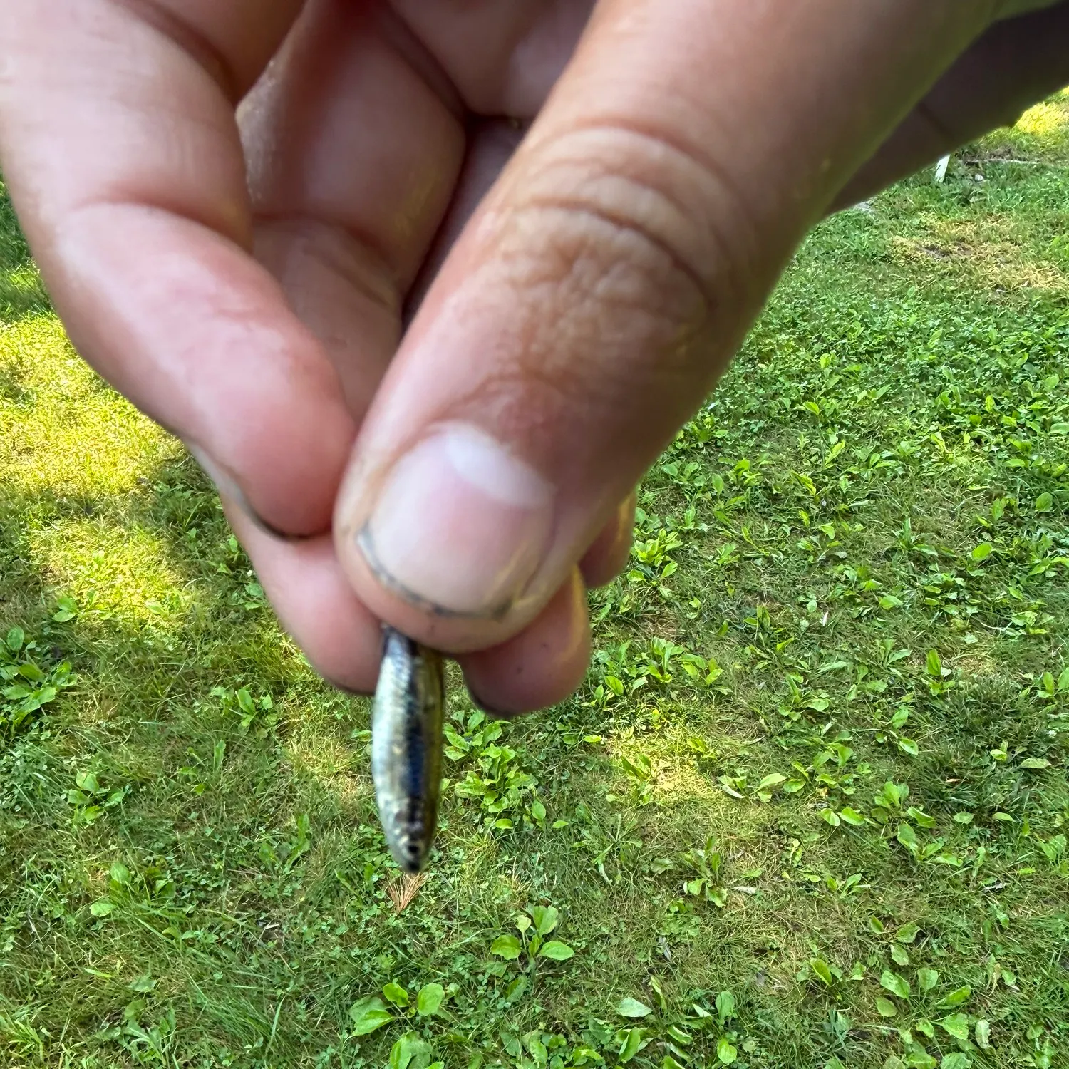 The most recent Pugnose shiner catches on Fishbrain