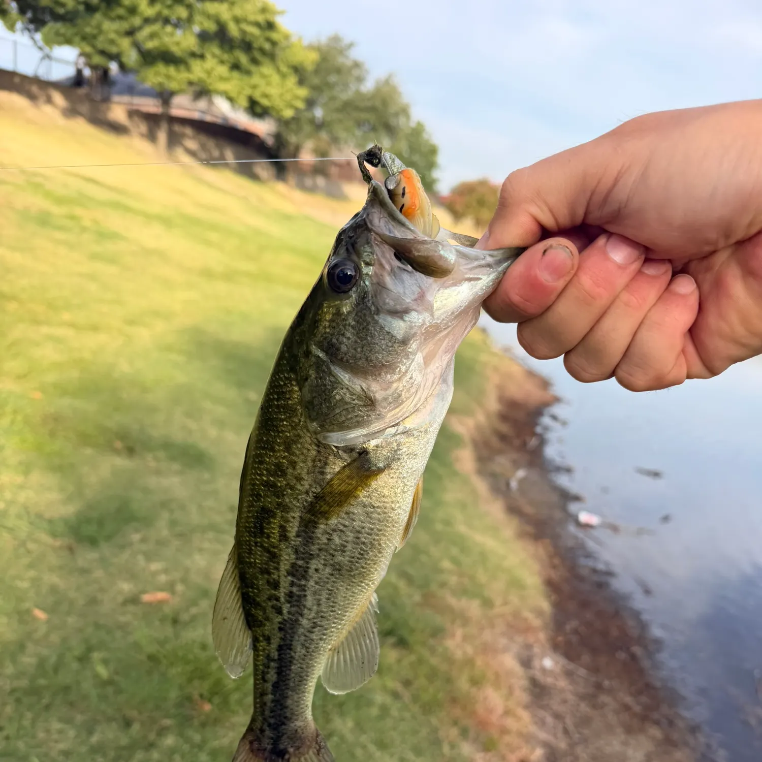 Largemouth bass caught on Fishbrain