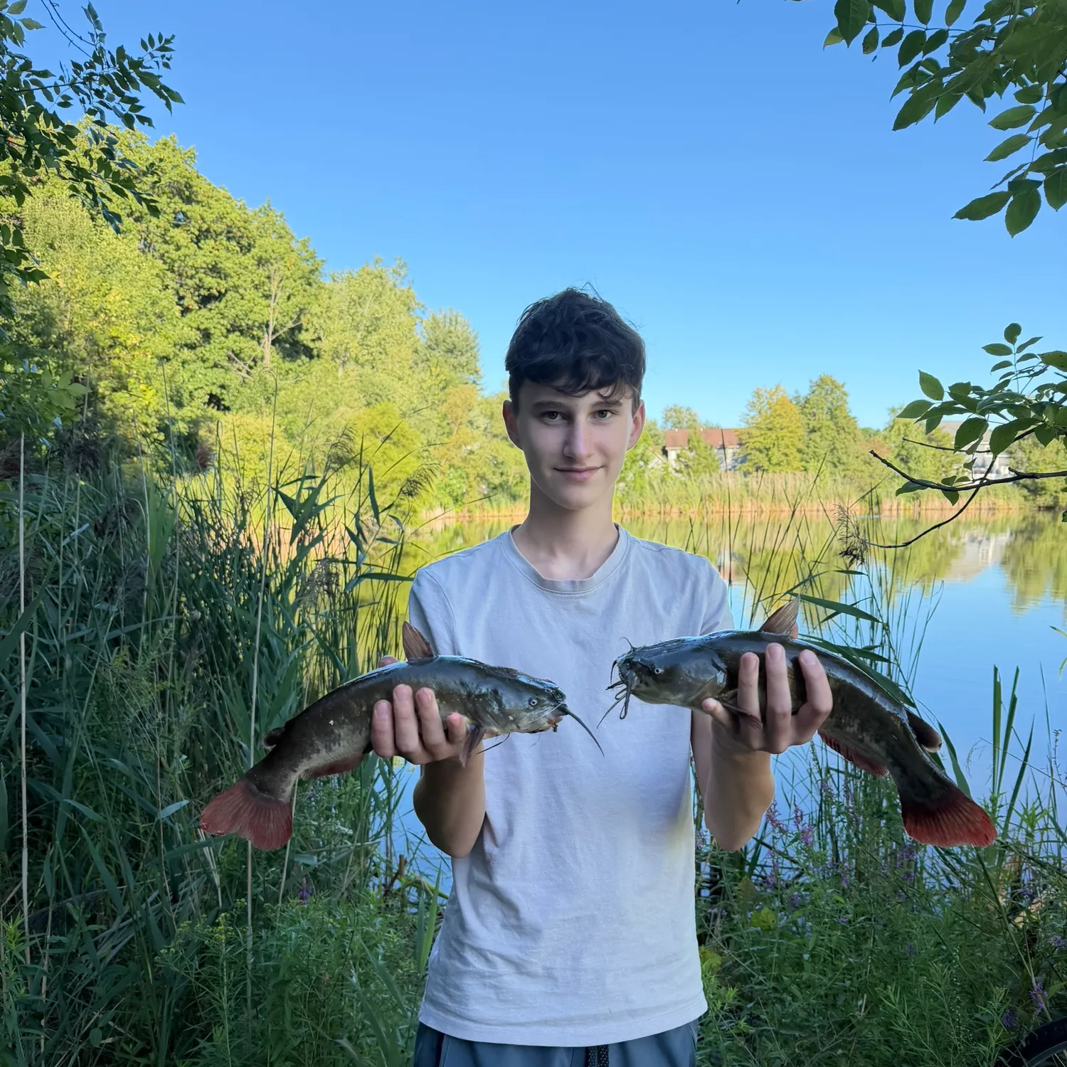 Black bullhead caught on Fishbrain