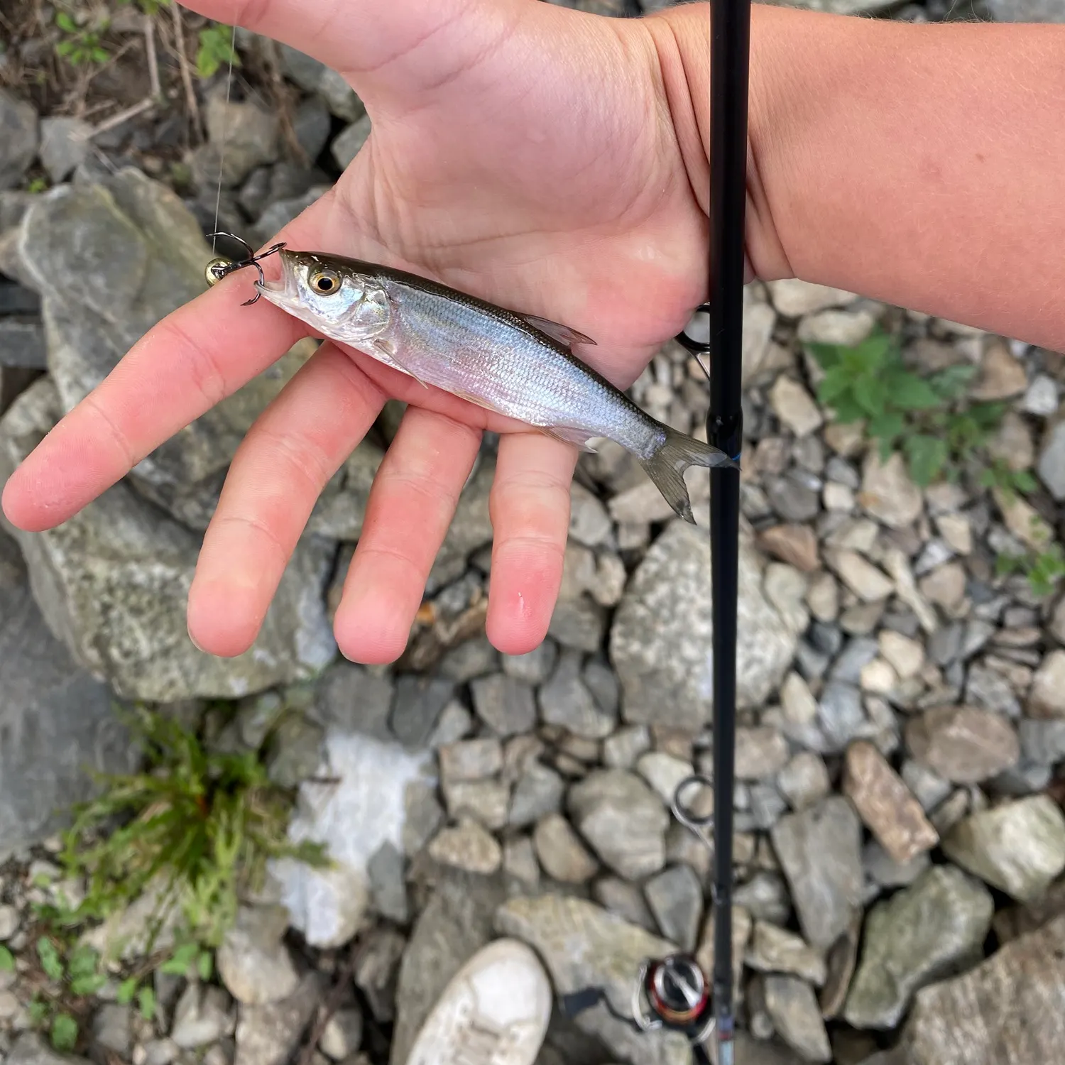 Common bleak caught on Fishbrain