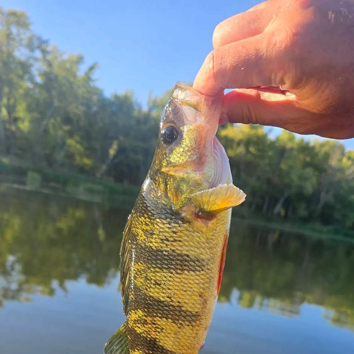 Yellow perch caught on Fishbrain