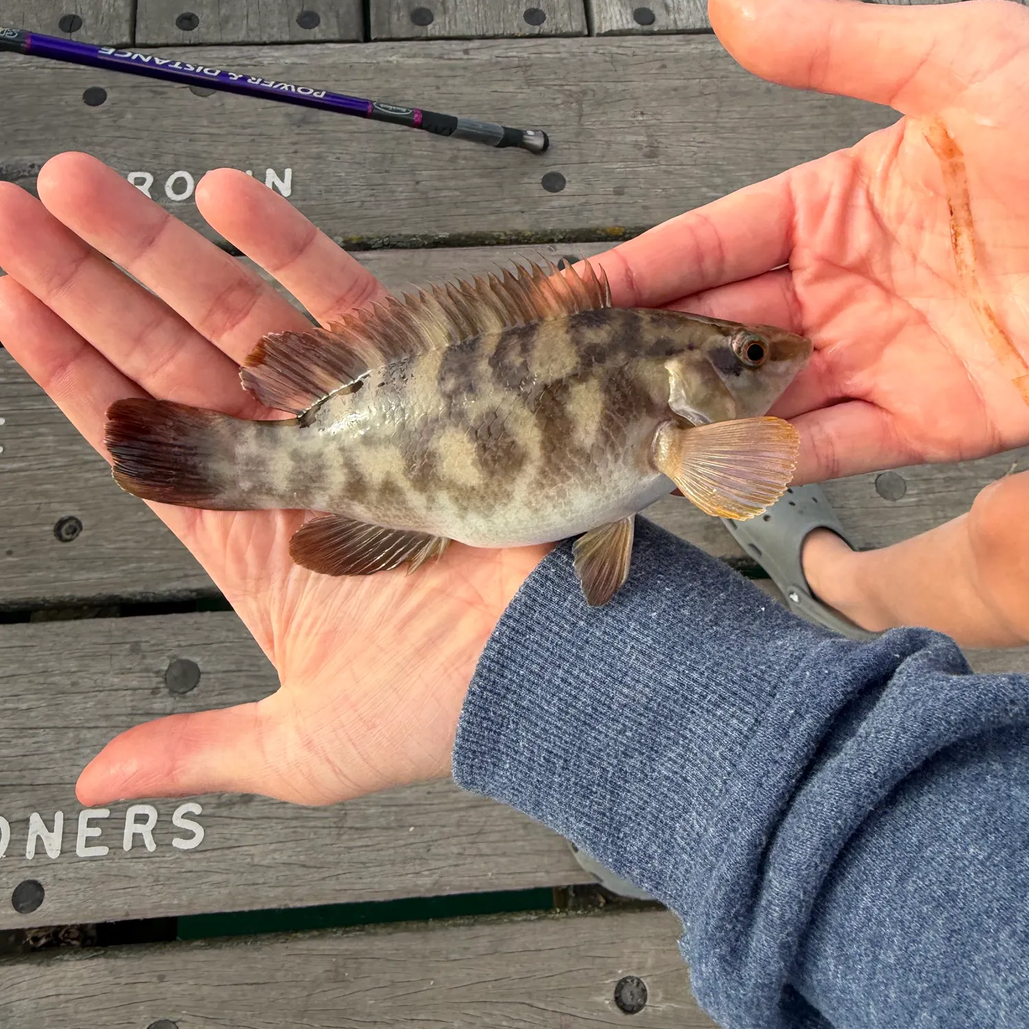 The most recent Ballan wrasse catches on Fishbrain