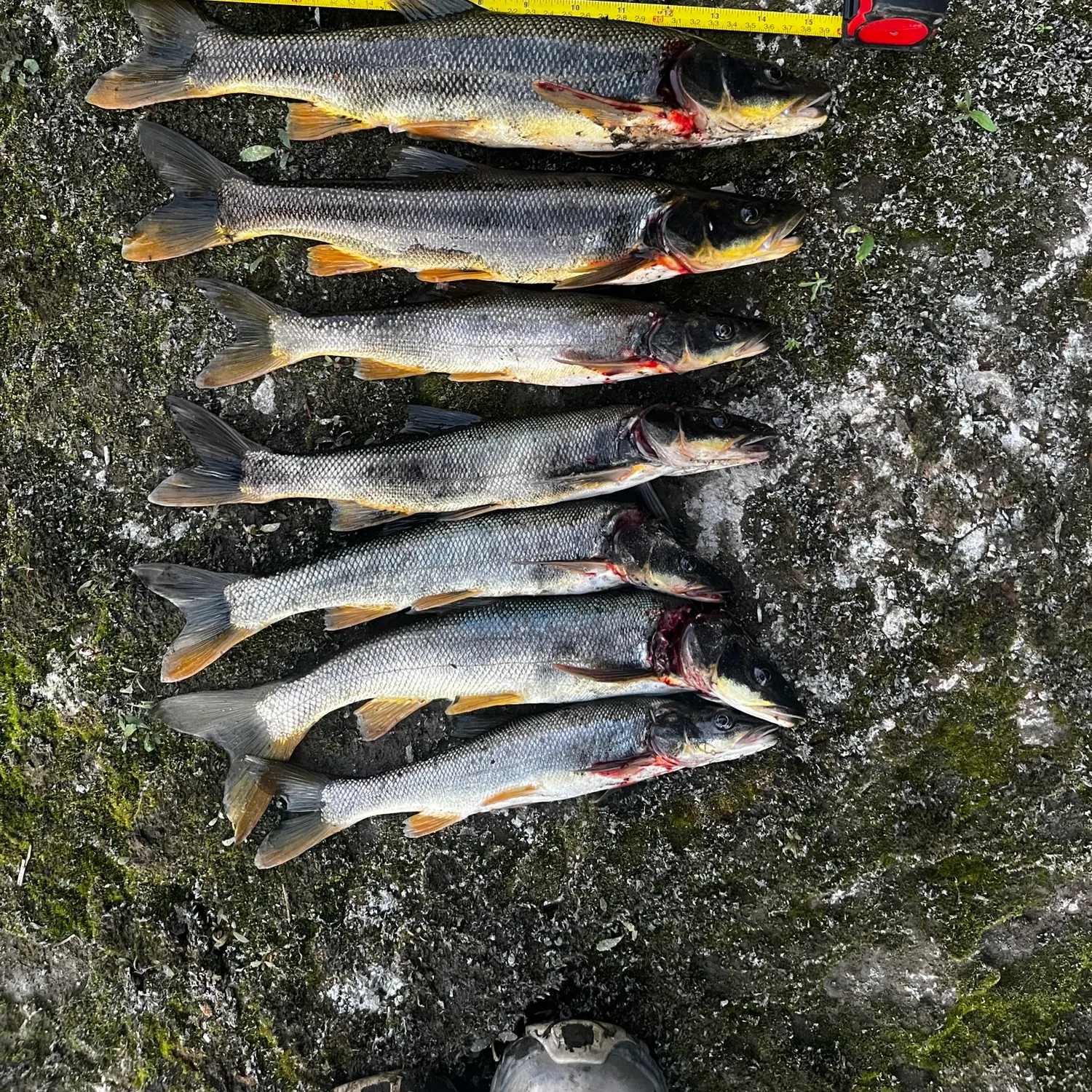 recently logged catches