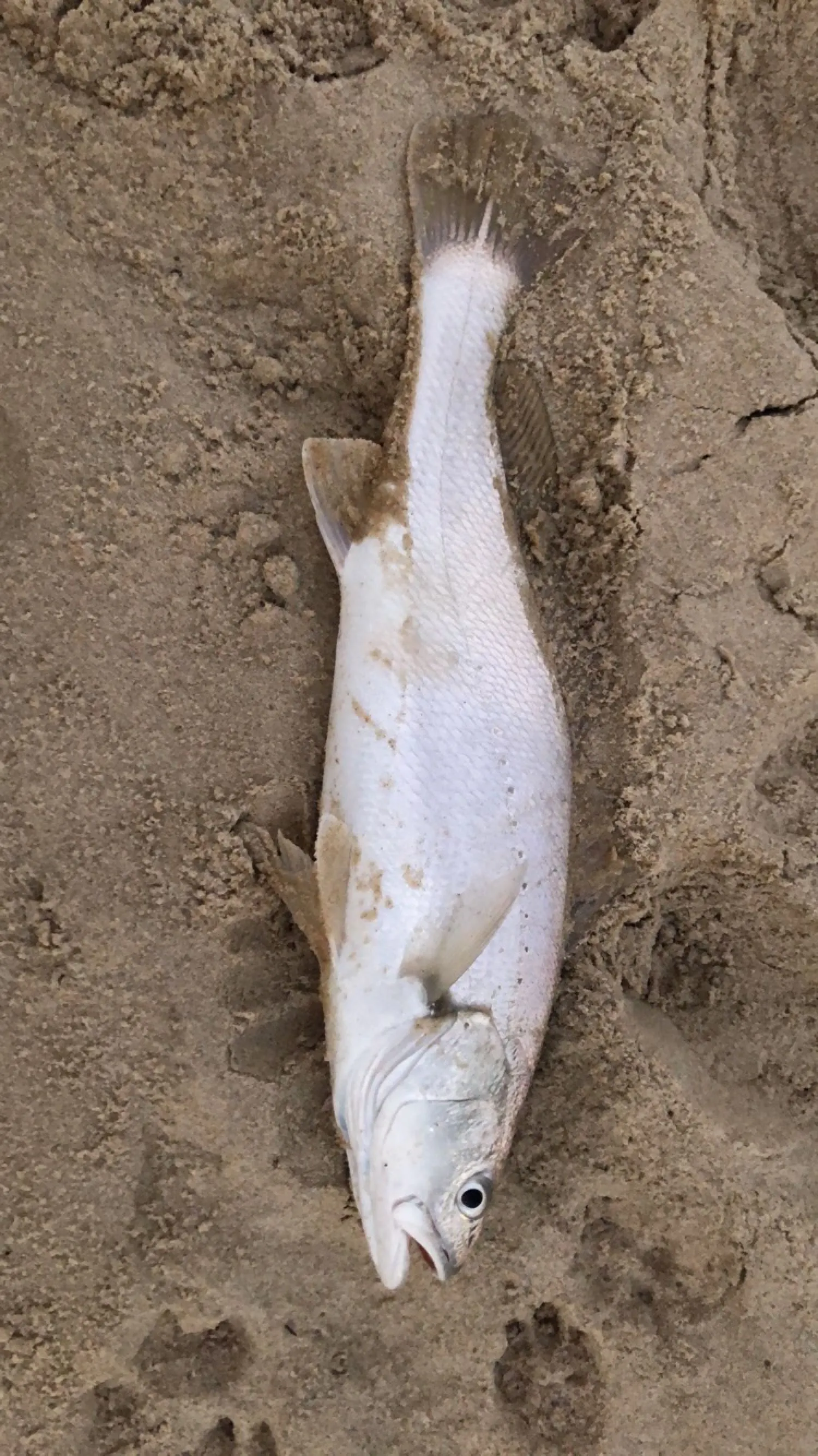 Post image from Fents