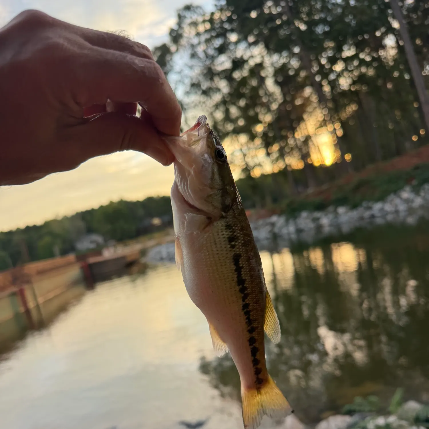 Spotted bass caught on Fishbrain